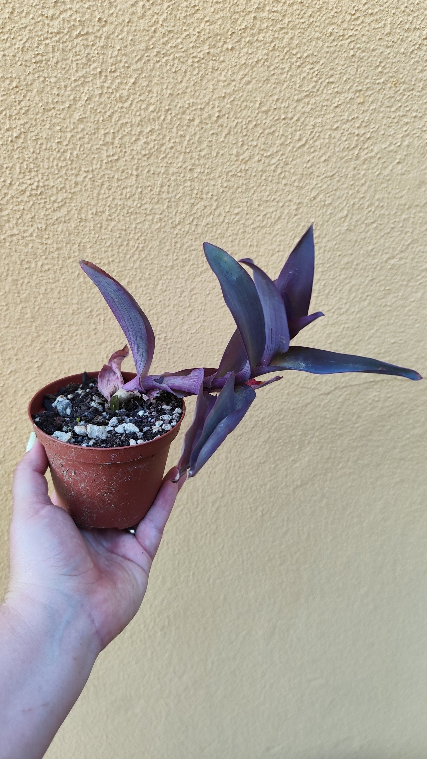 Tradescantia pallida