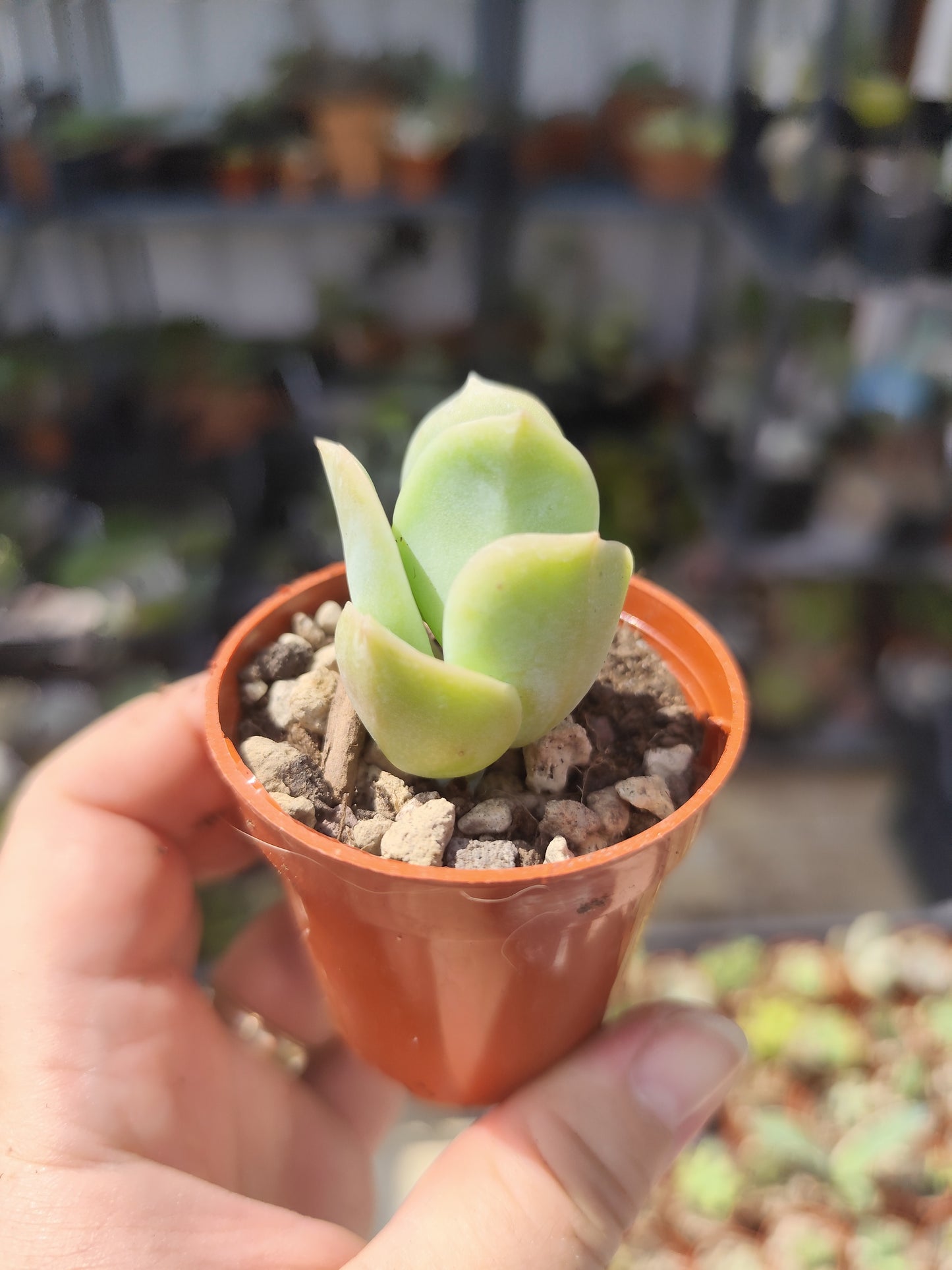Echeveria lovely rose