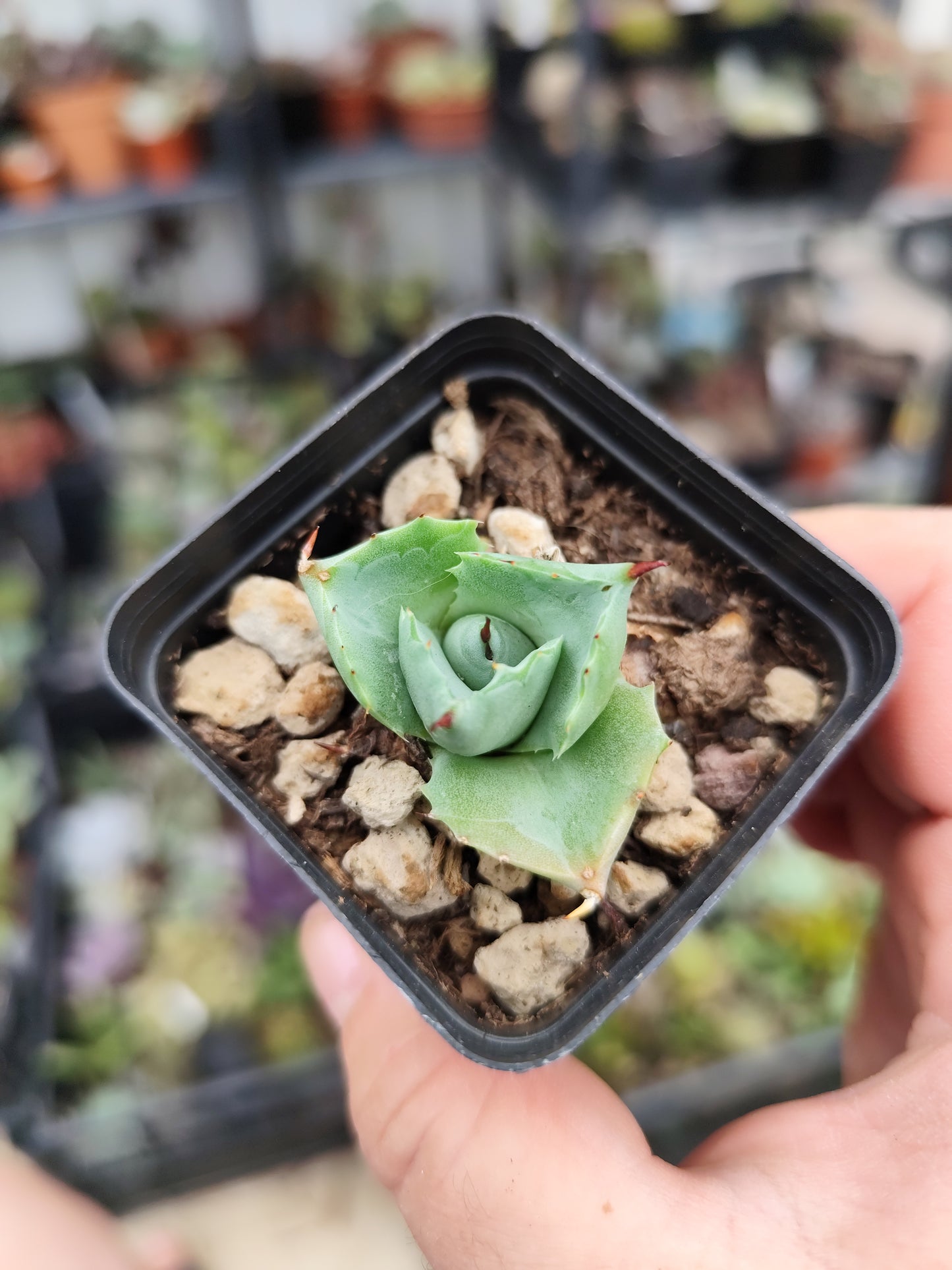 Agave potatorum