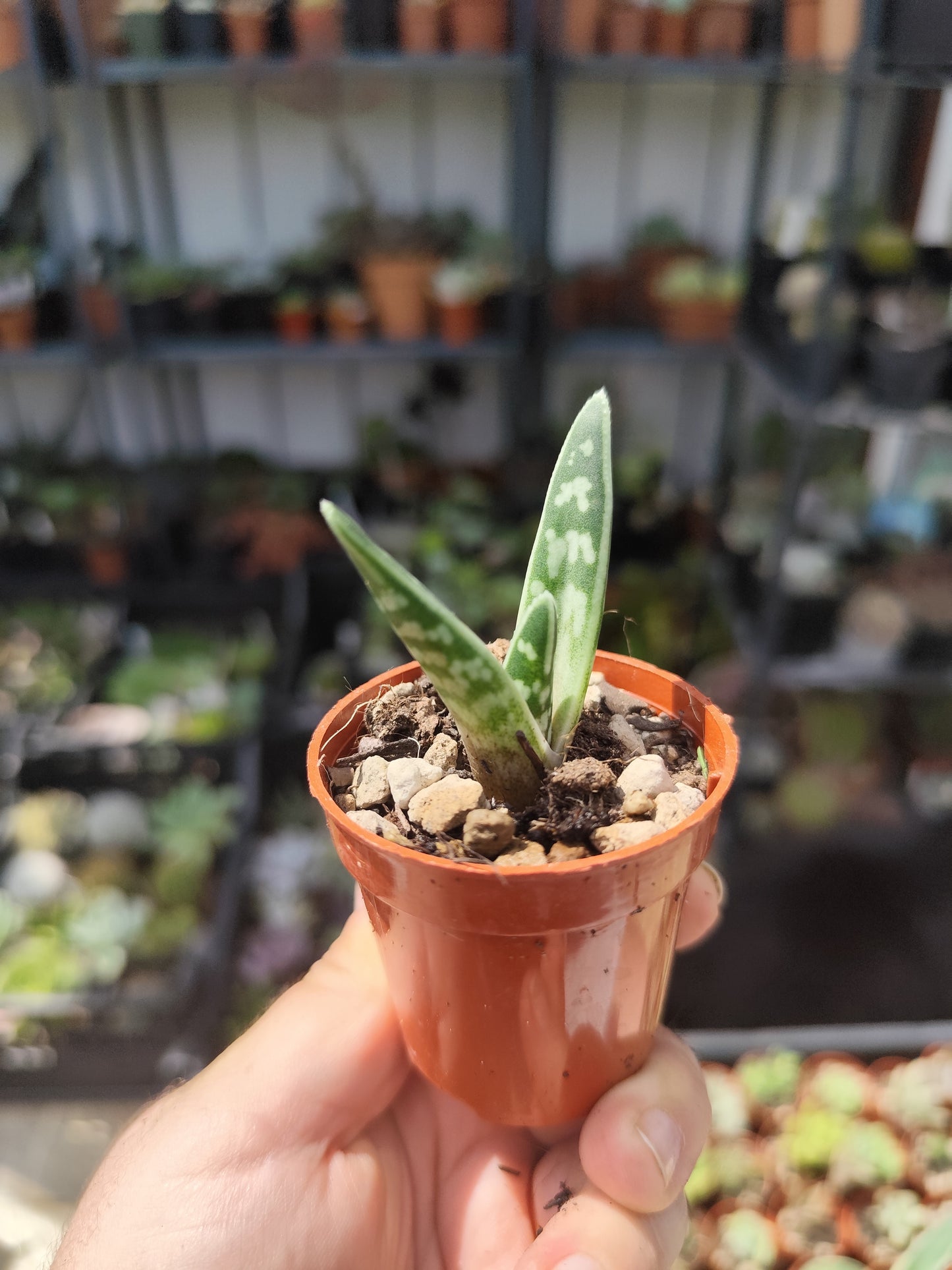 Aloe variegata