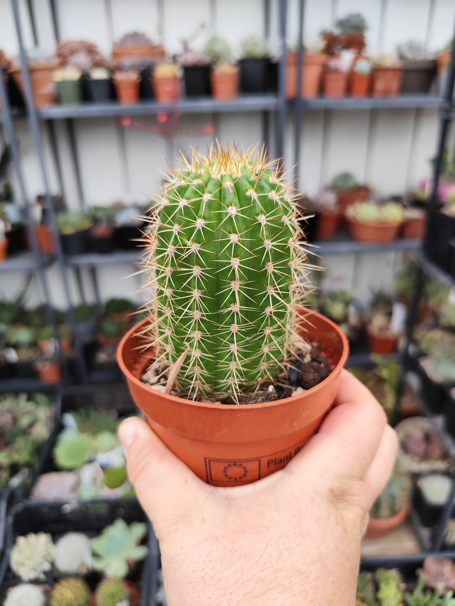 Trichocereus hybrid