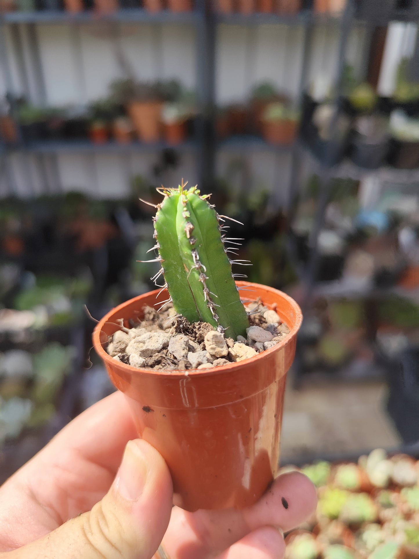 Euphorbia fruticosa