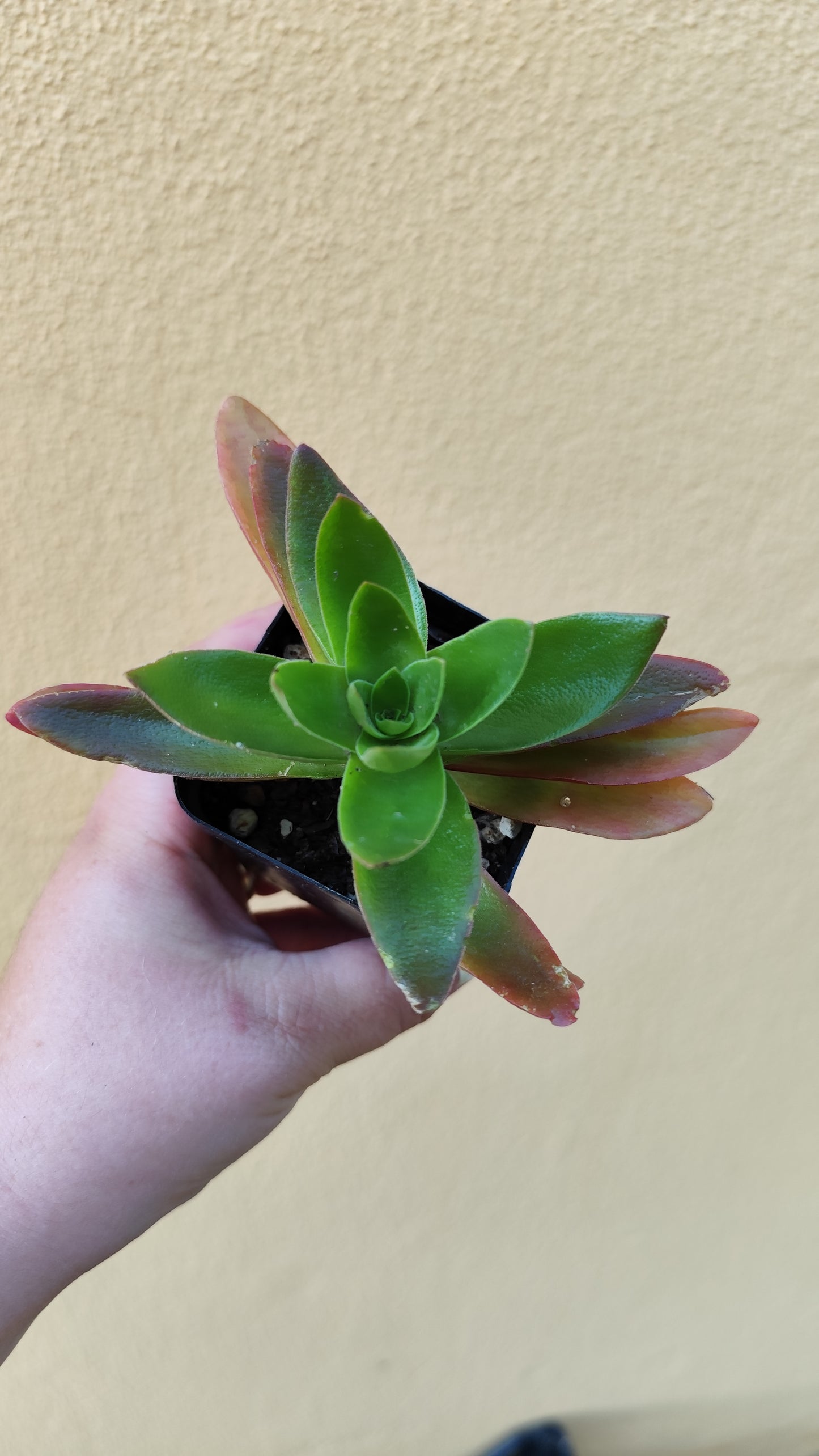 Crassula capitella Campfire