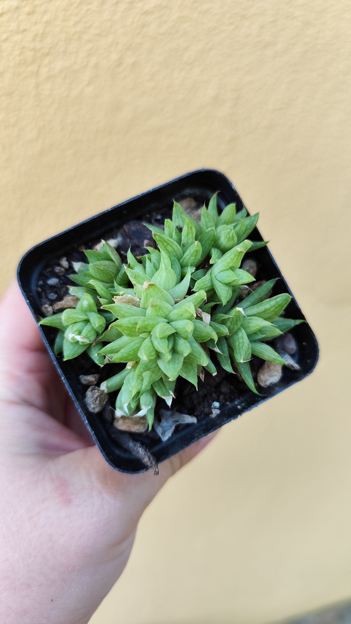 Haworthia marumiana var. batesiana