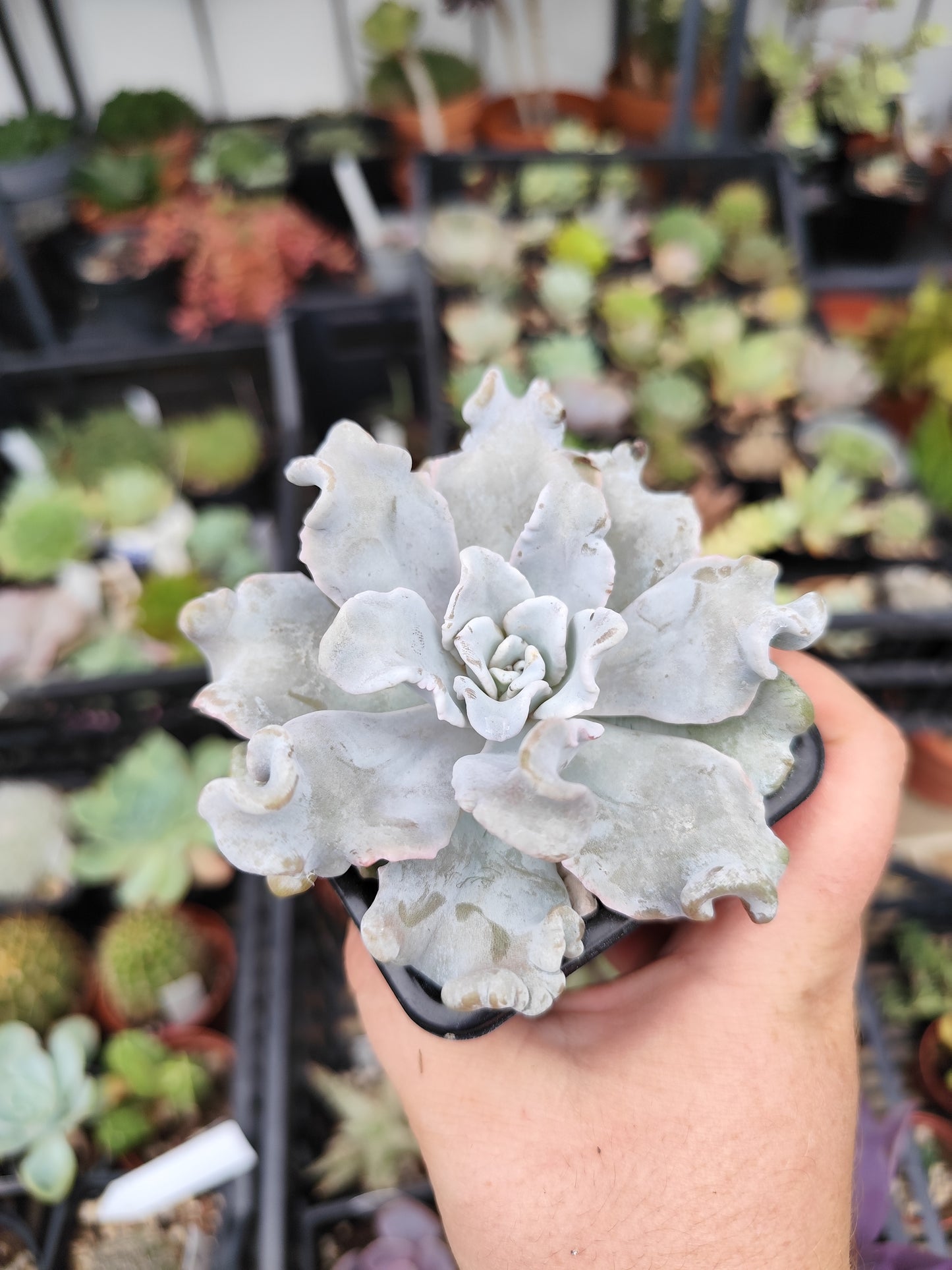Echeveria crispate beauty