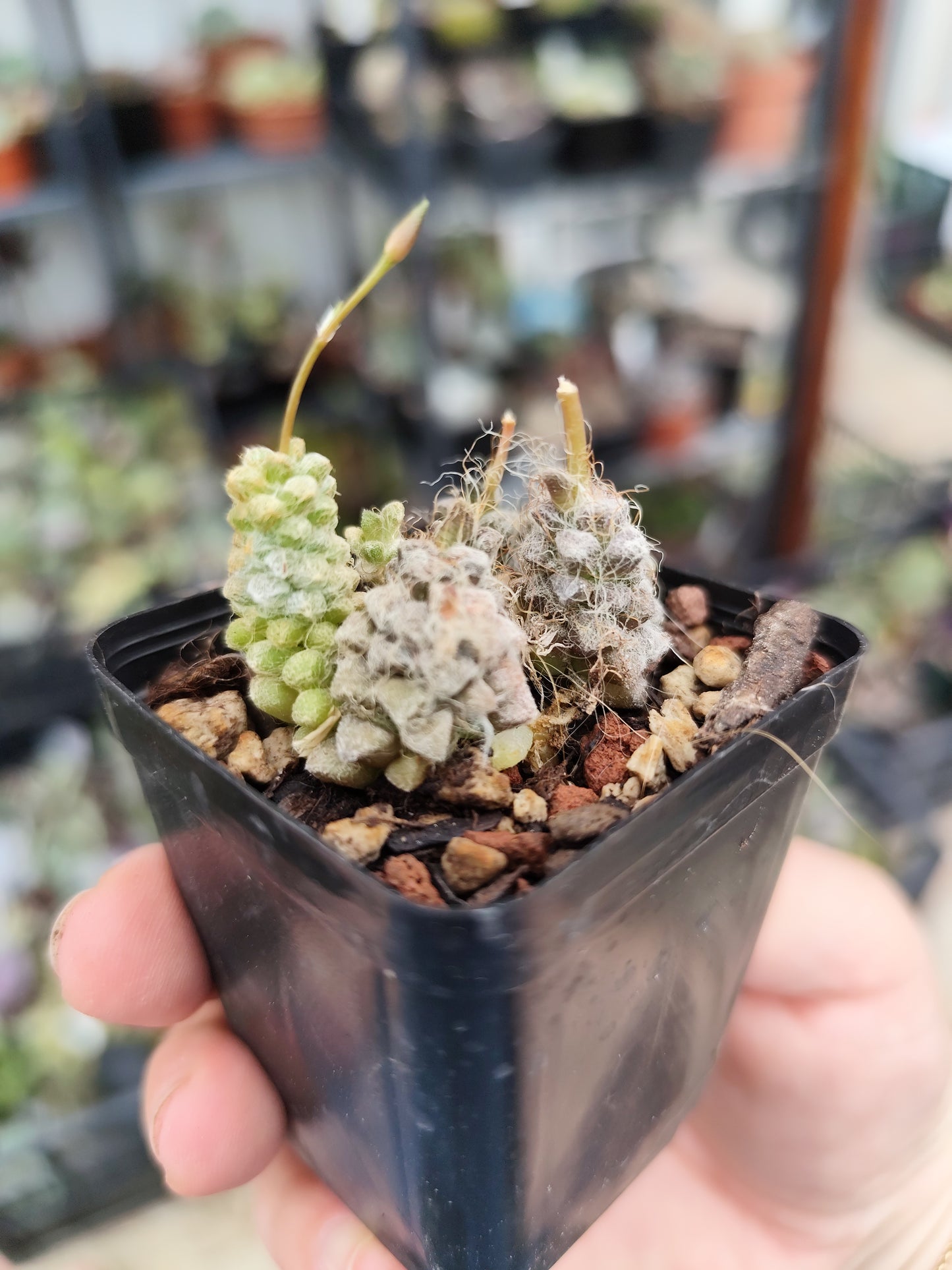 Anacampseros baeseckei