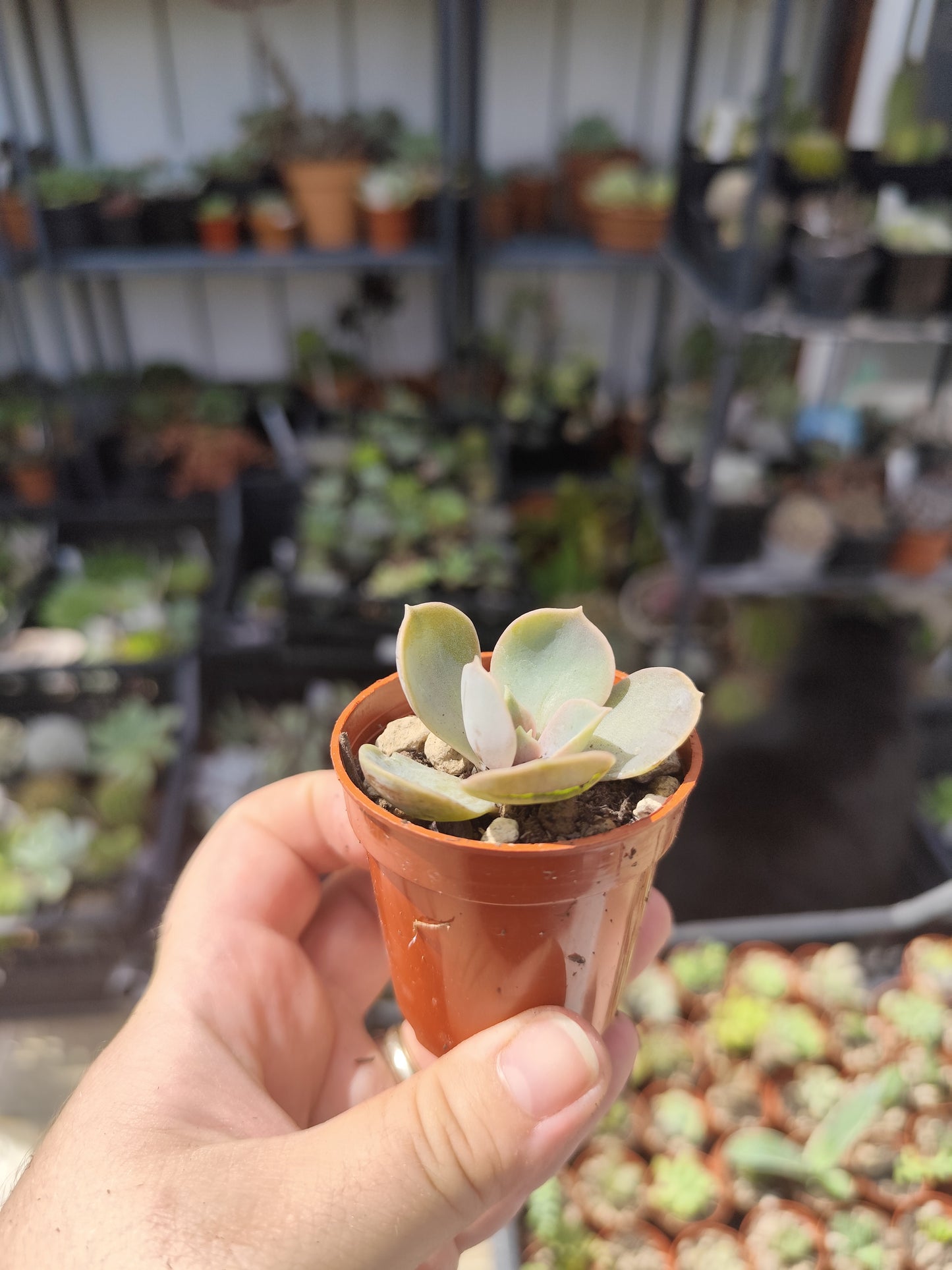 Echeveria perla di Norimberga