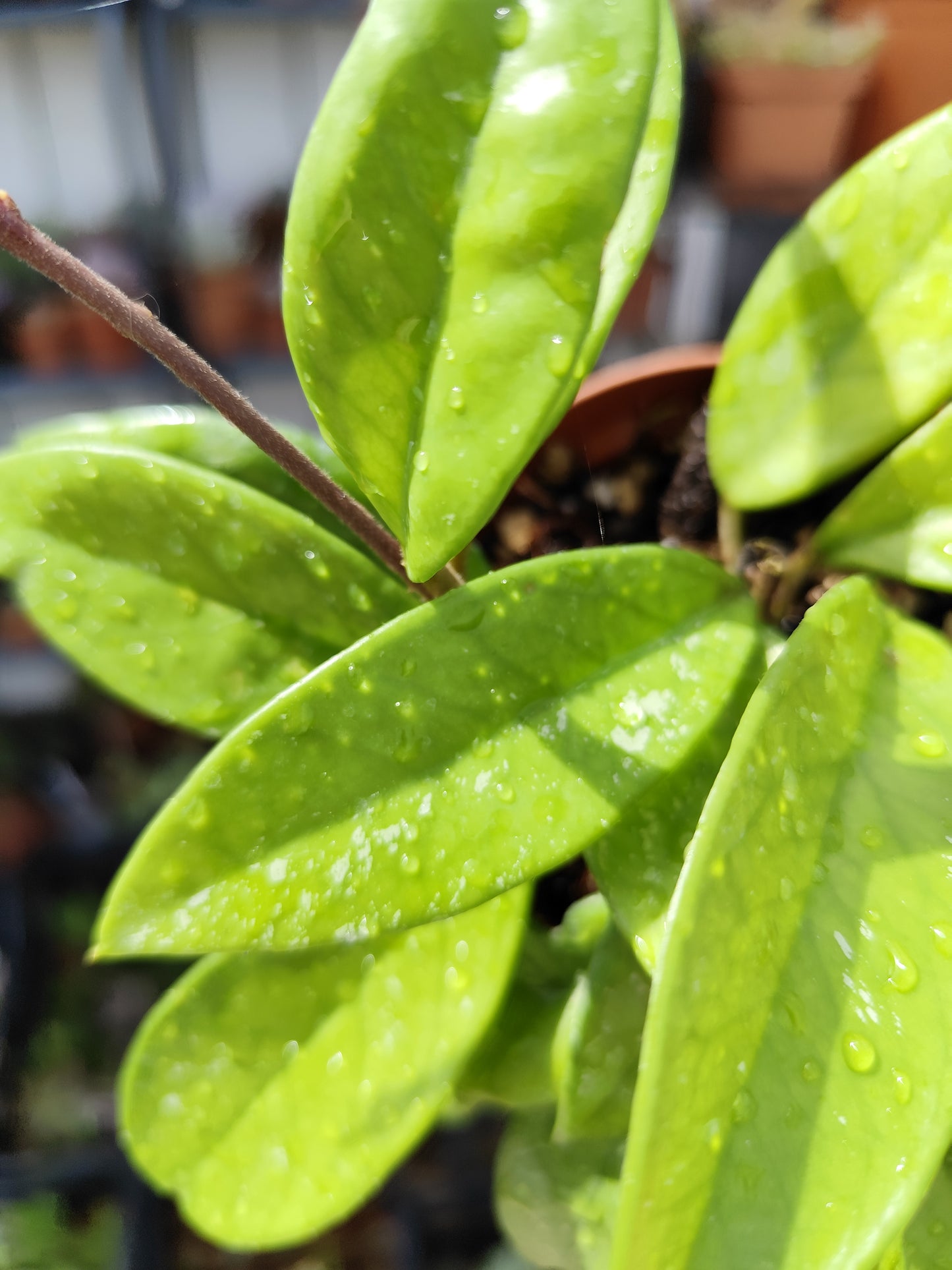 Hoya carnosa