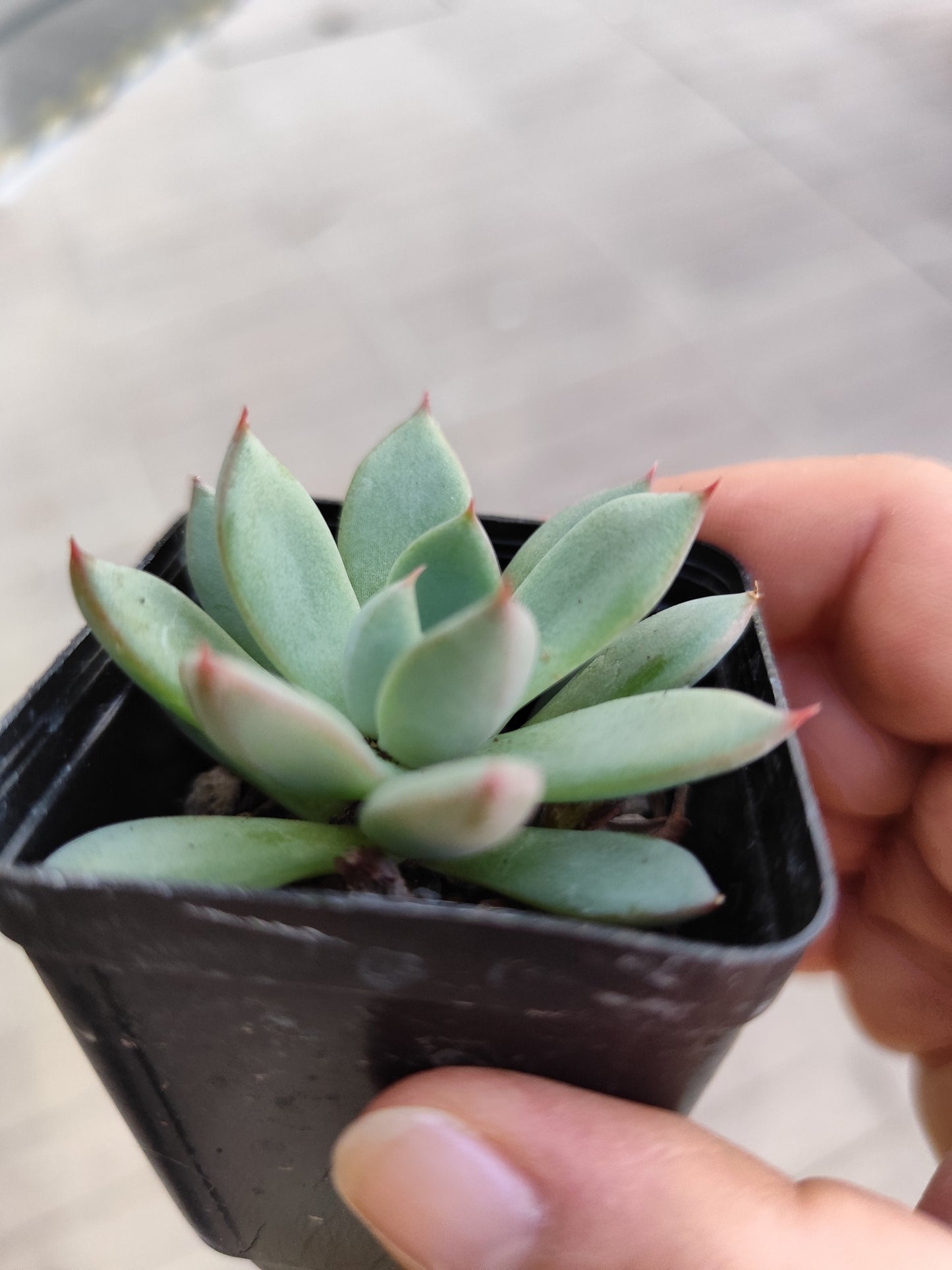 Echeveria sp
