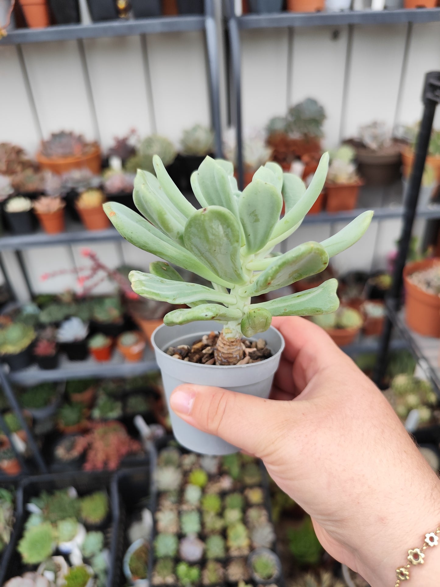 Pachyveria scheideckeri var. albo carinata