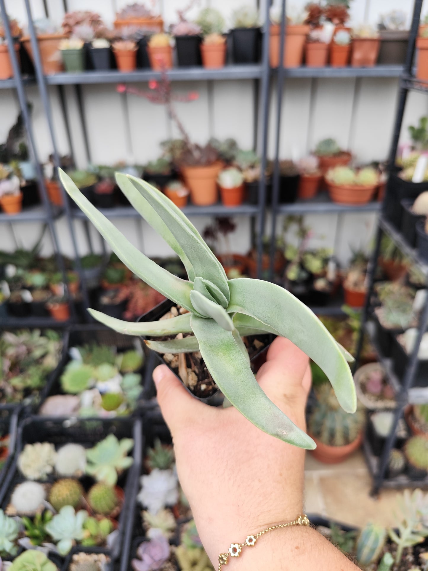 Crassula falcata