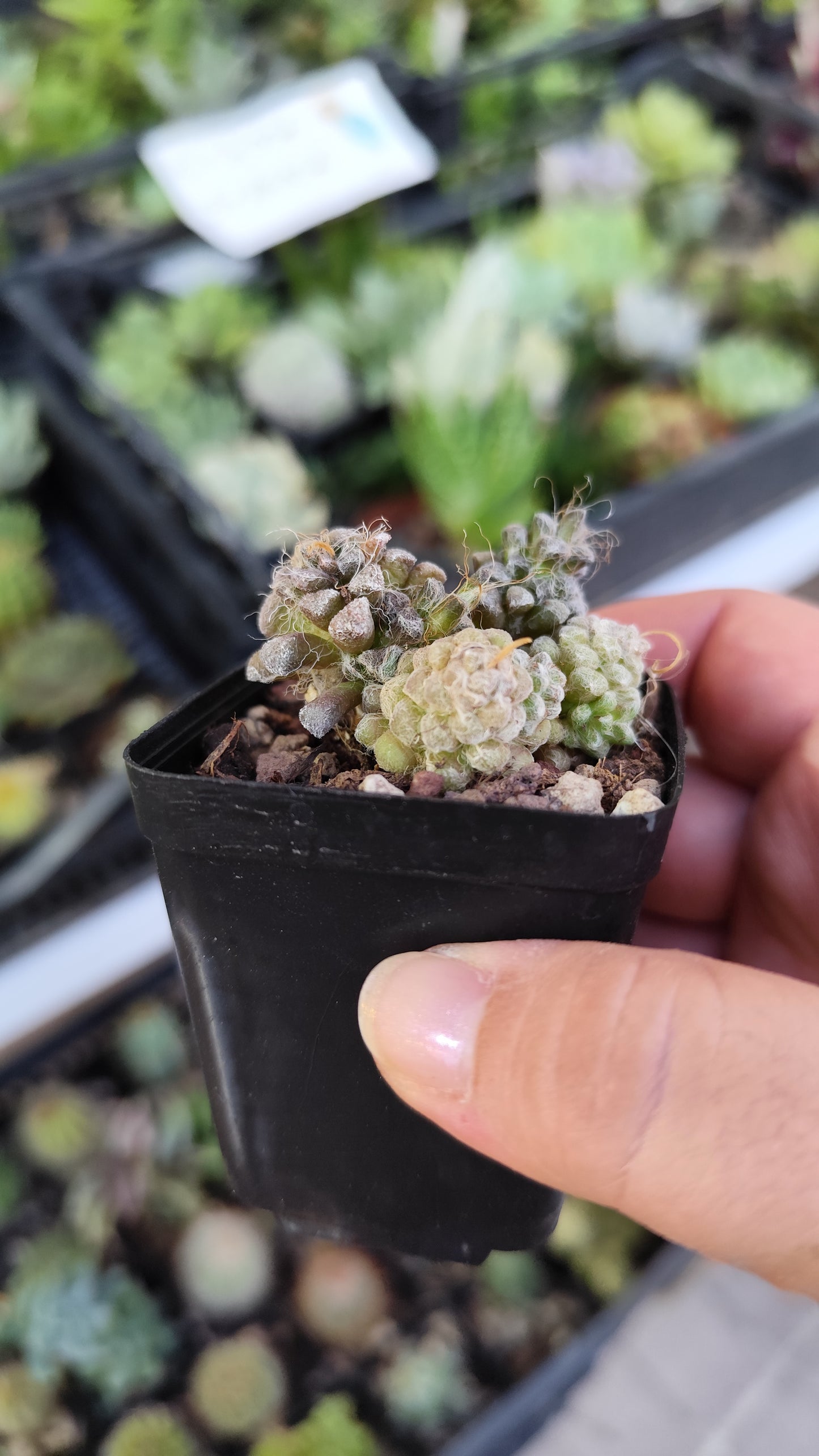 Anacampseros baeseckei