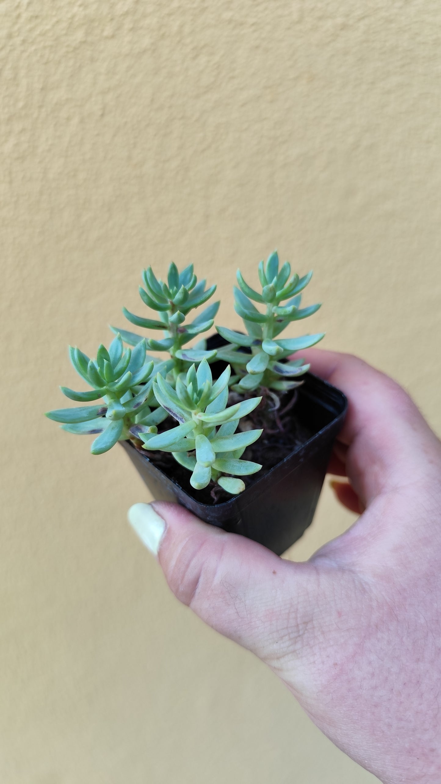 Sedum blue spruce