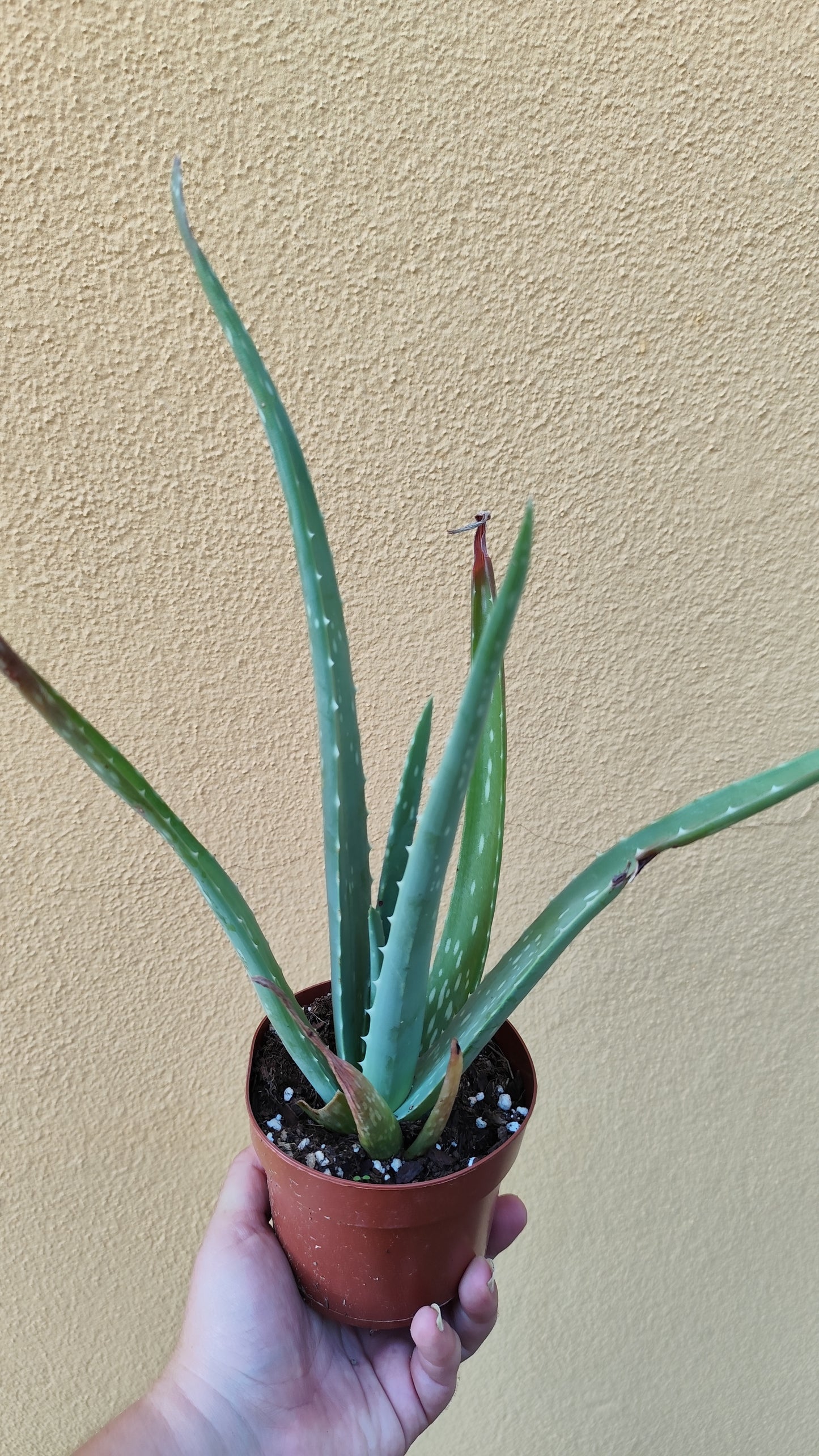 Aloe vera
