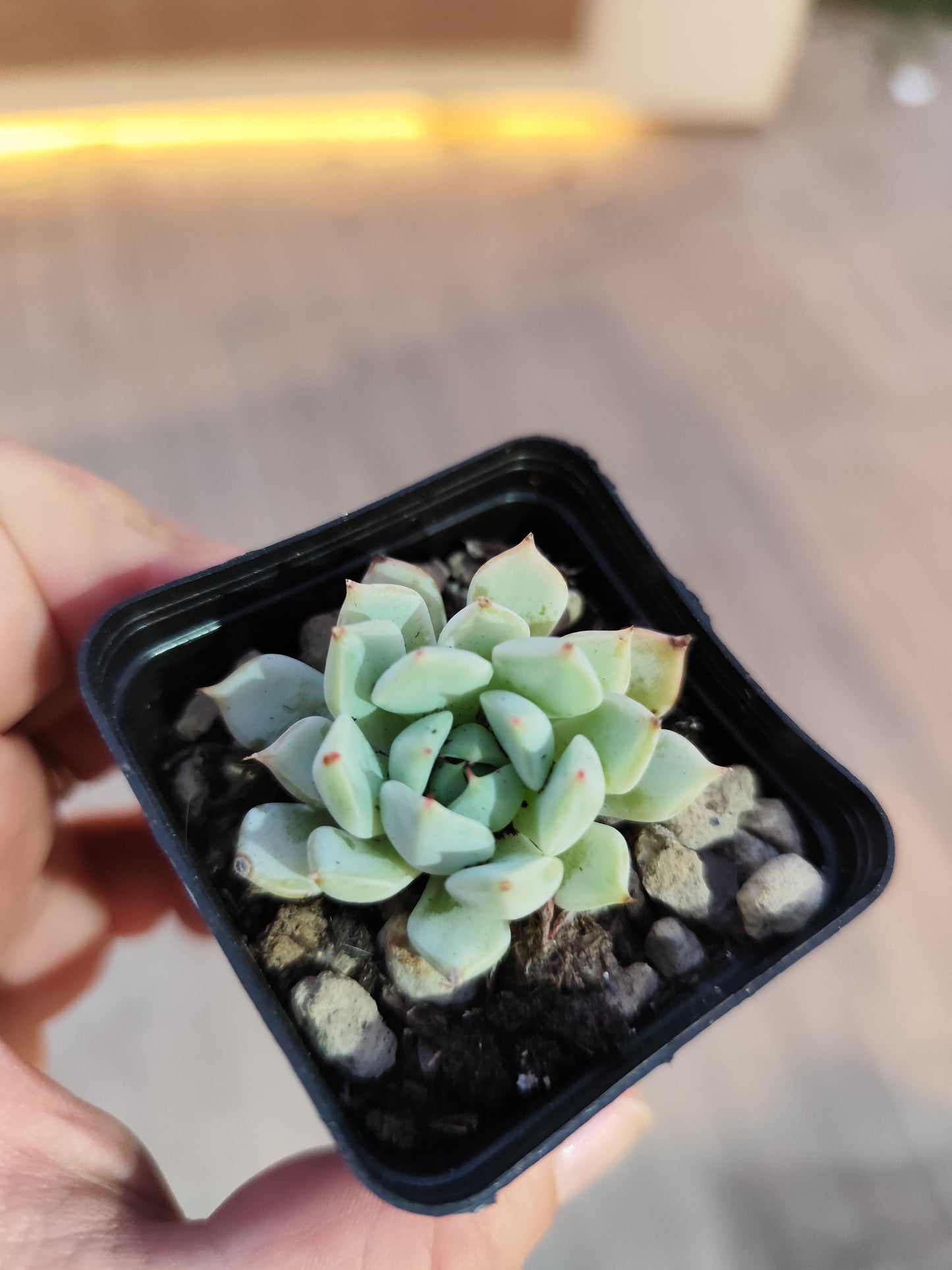 Echeveria sp