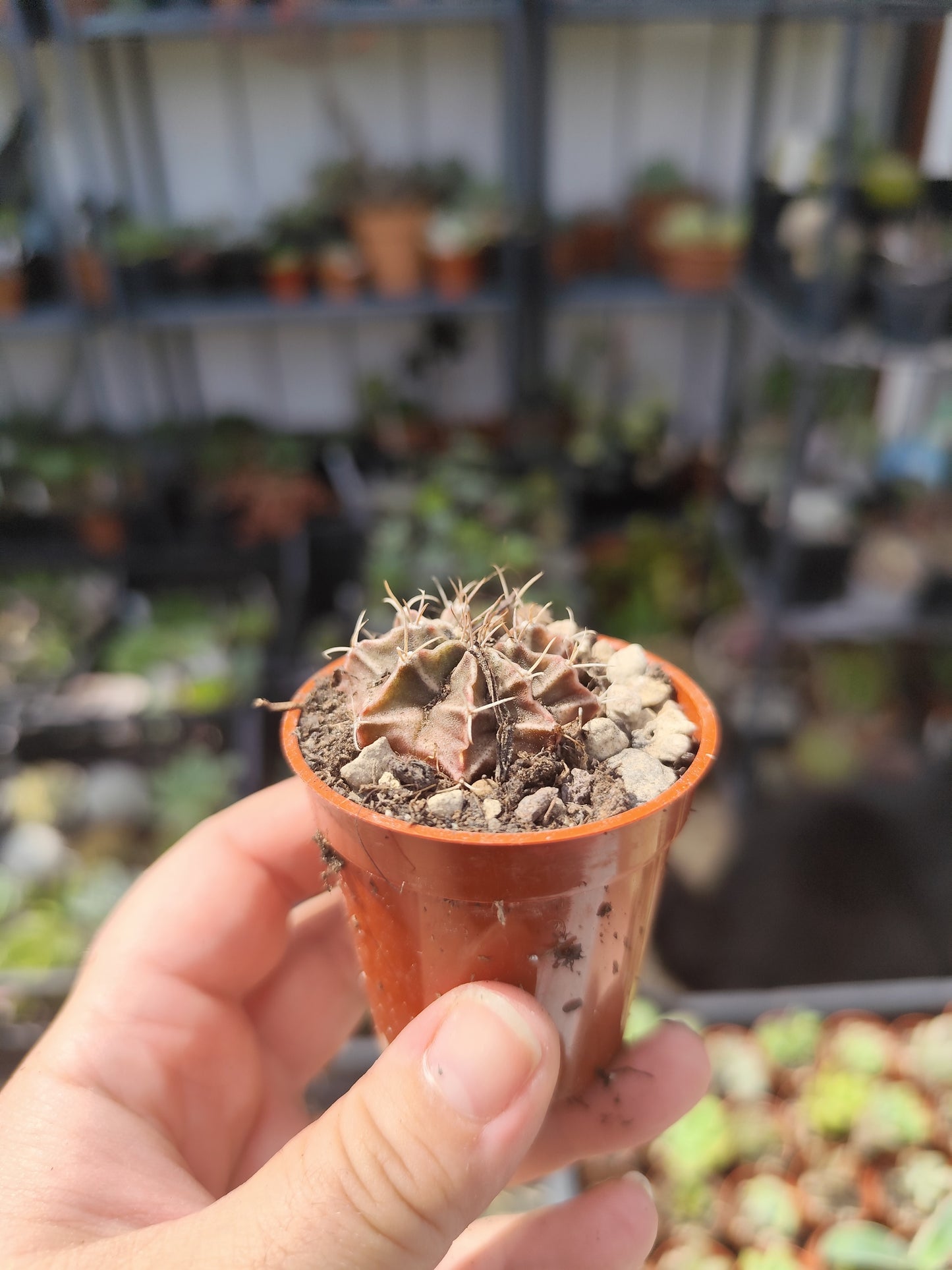 Gymnocalycium milhanovichii