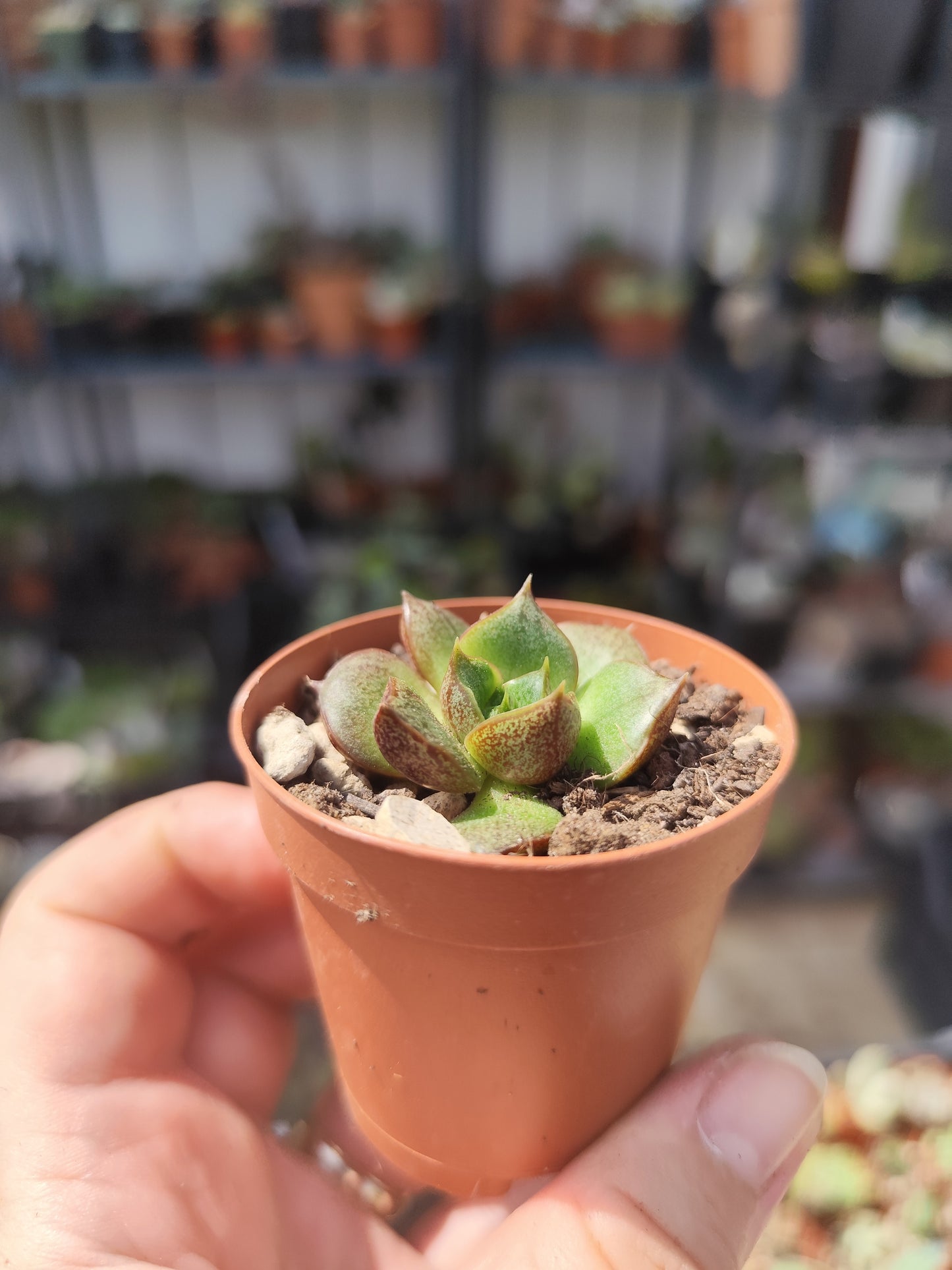 Echeveria purpusorum