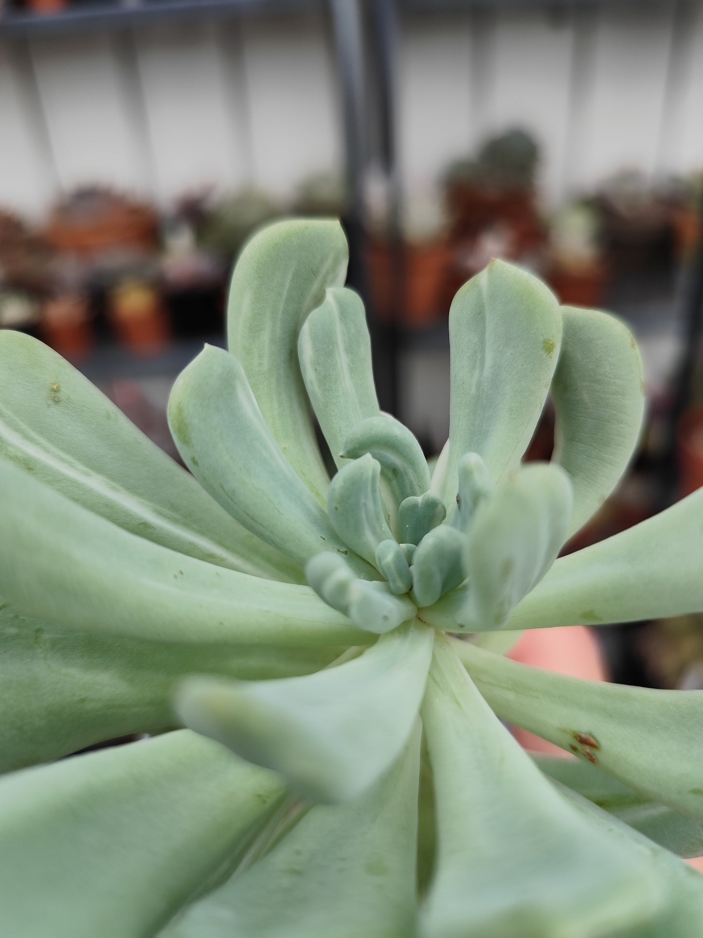 Pachyveria scheideckeri var. albo carinata