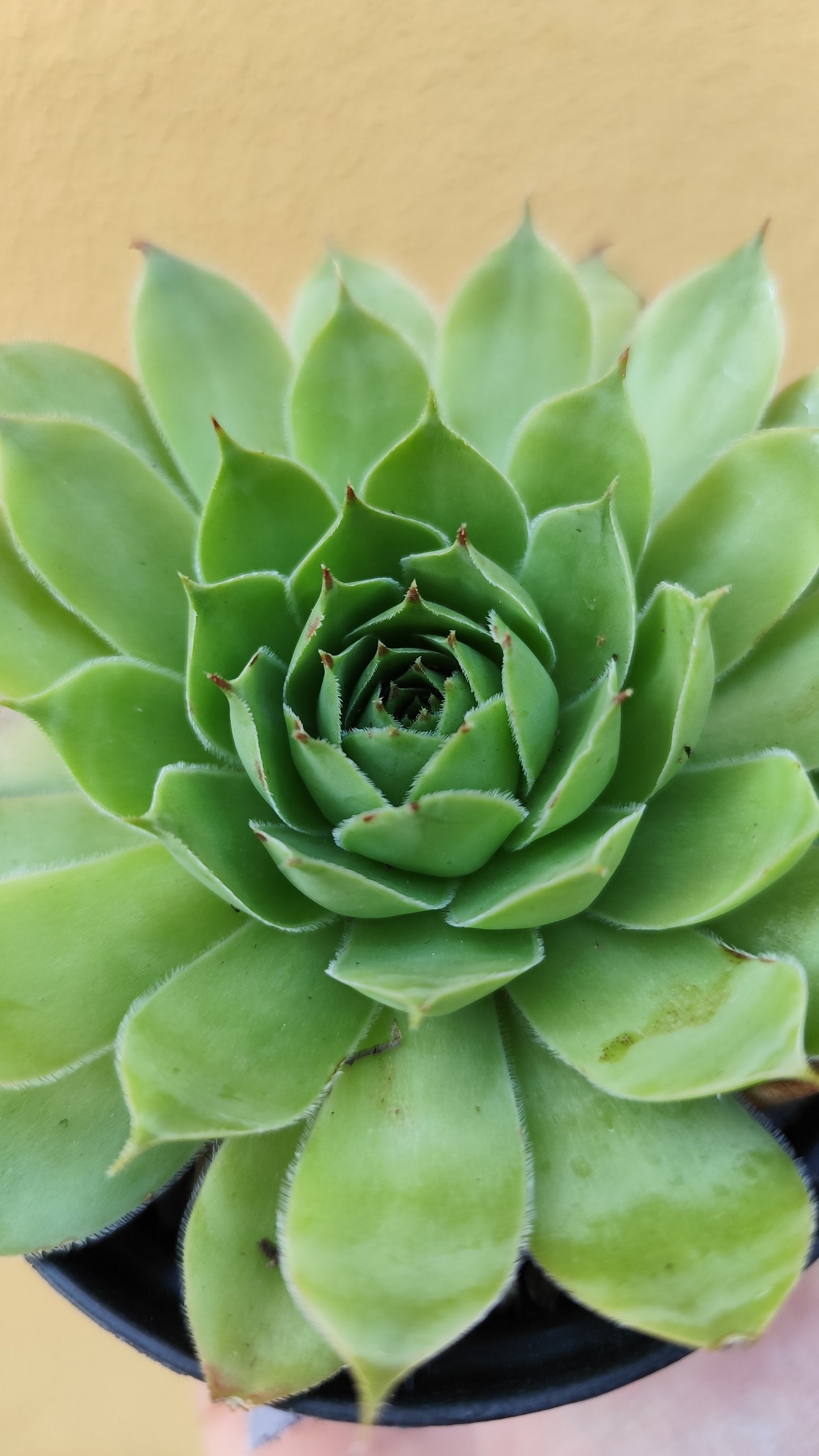 Sempervivum