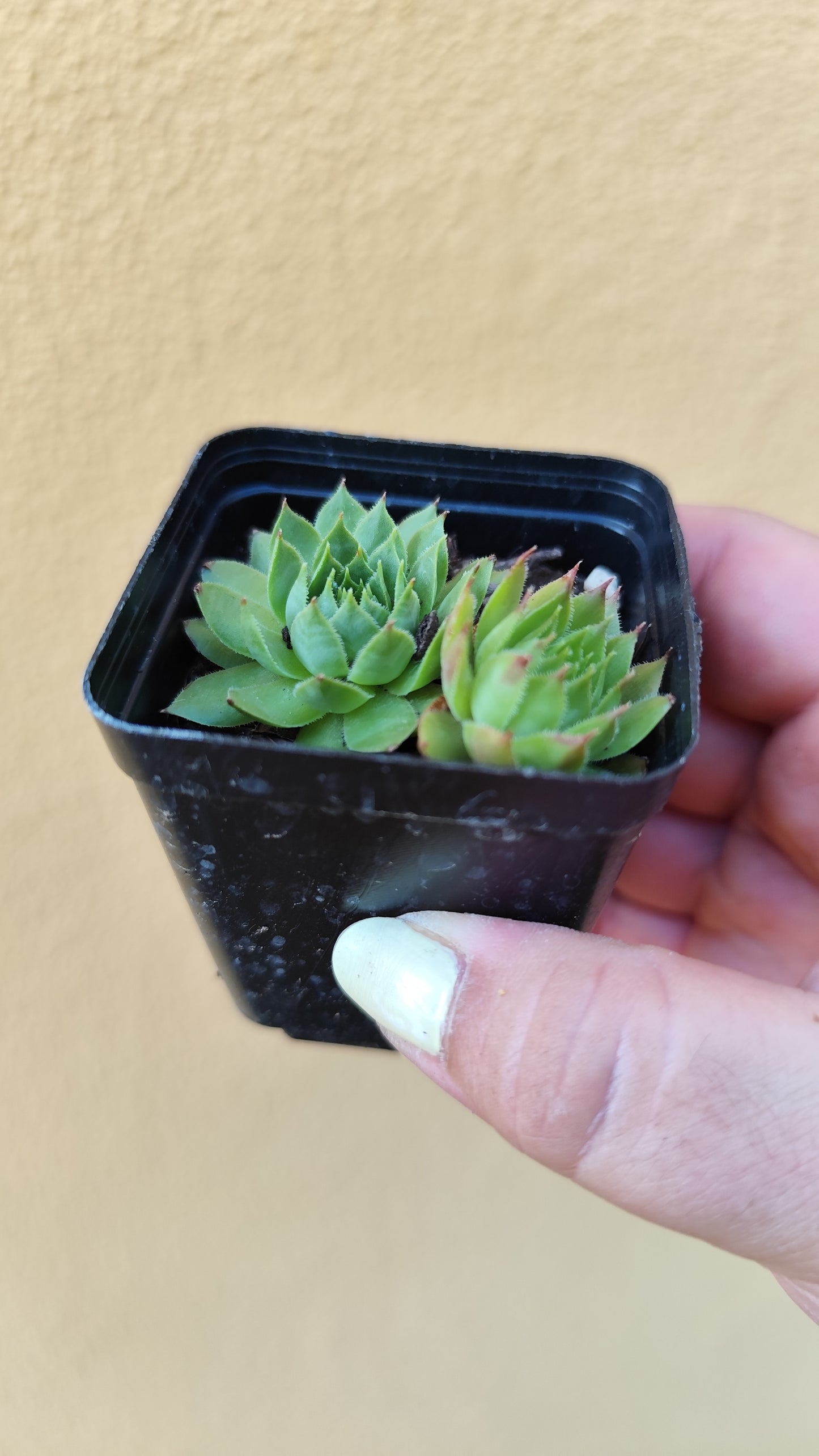 Sempervivum