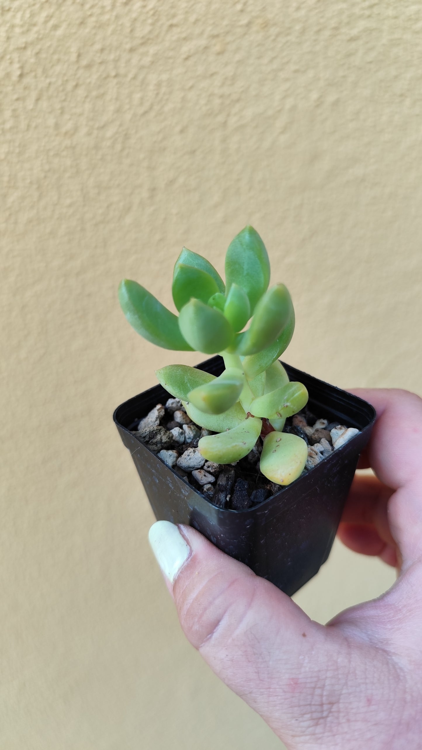 Sedum adolphii