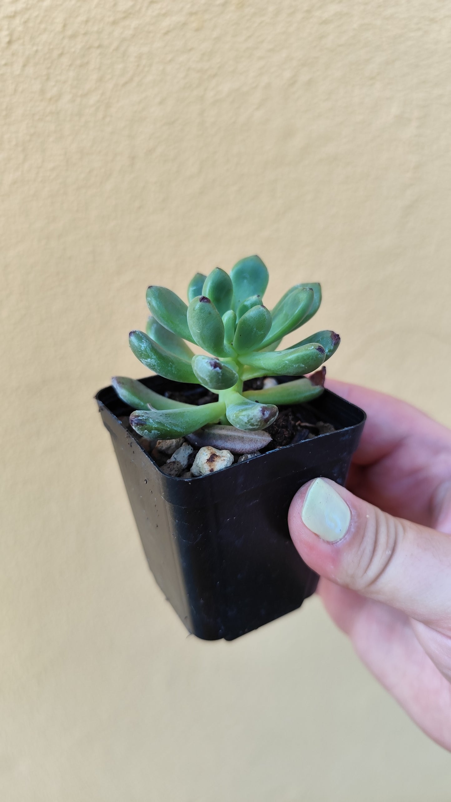 Echeveria vienna
