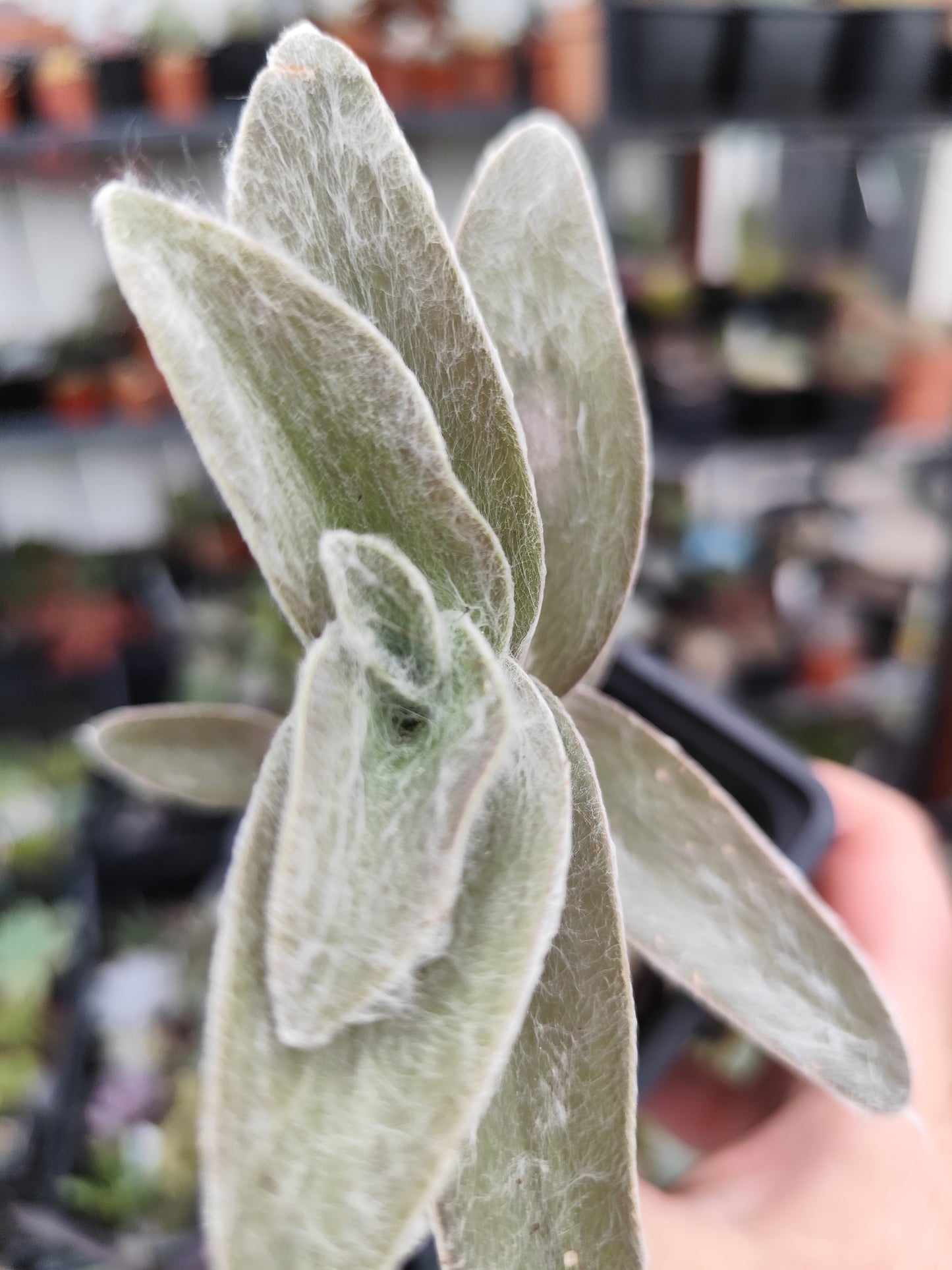 Tradescantia sillamontana