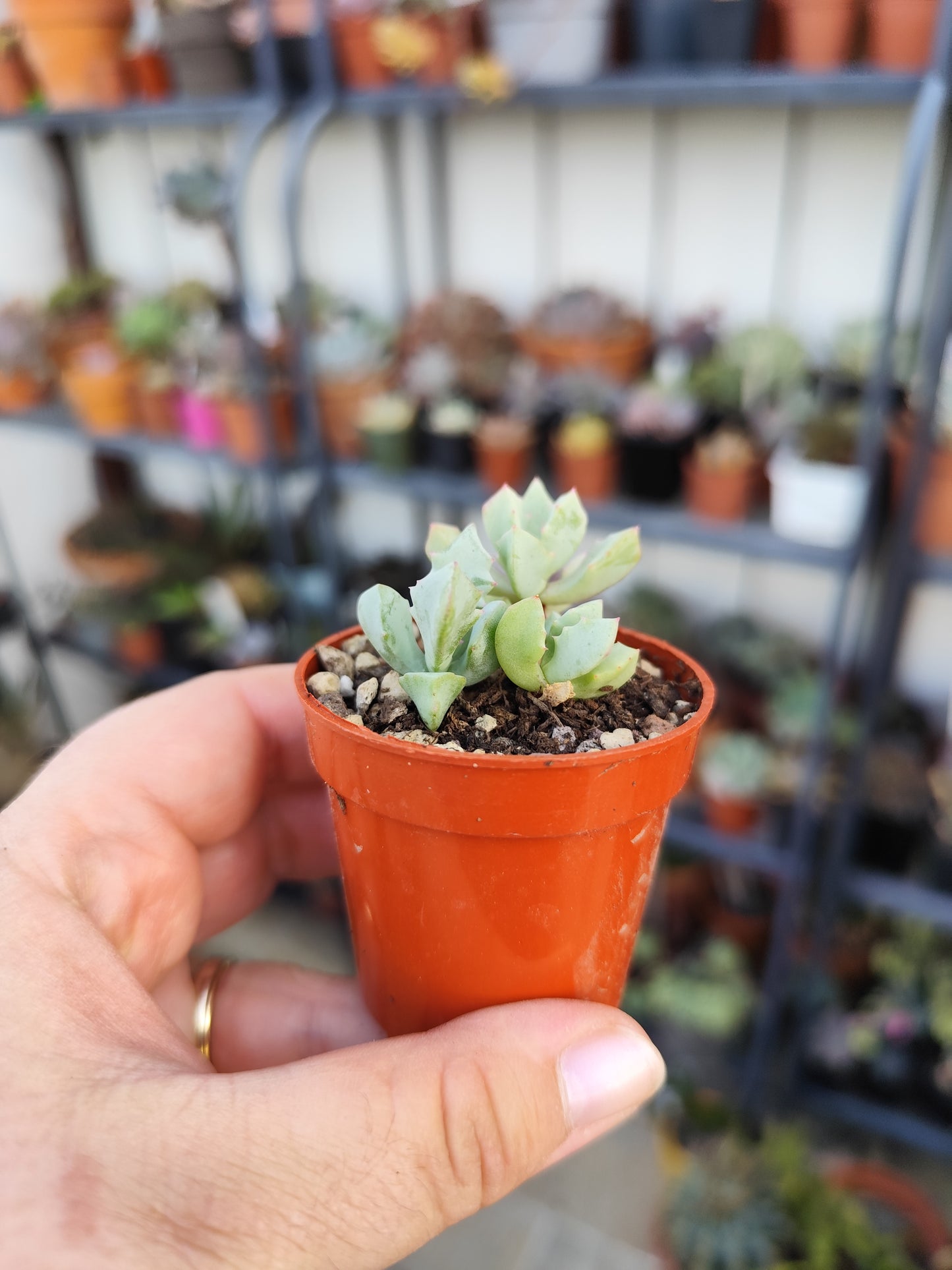 Oscularia deltoides