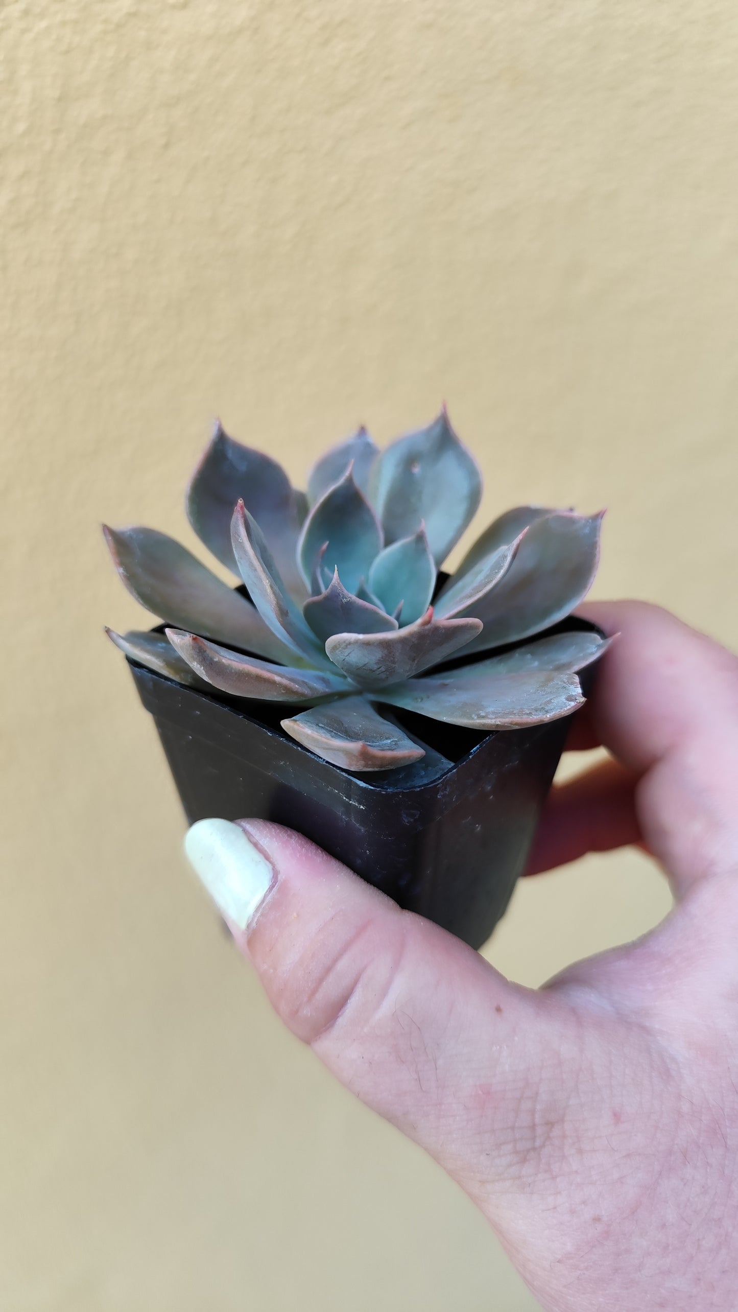 Echeveria sp