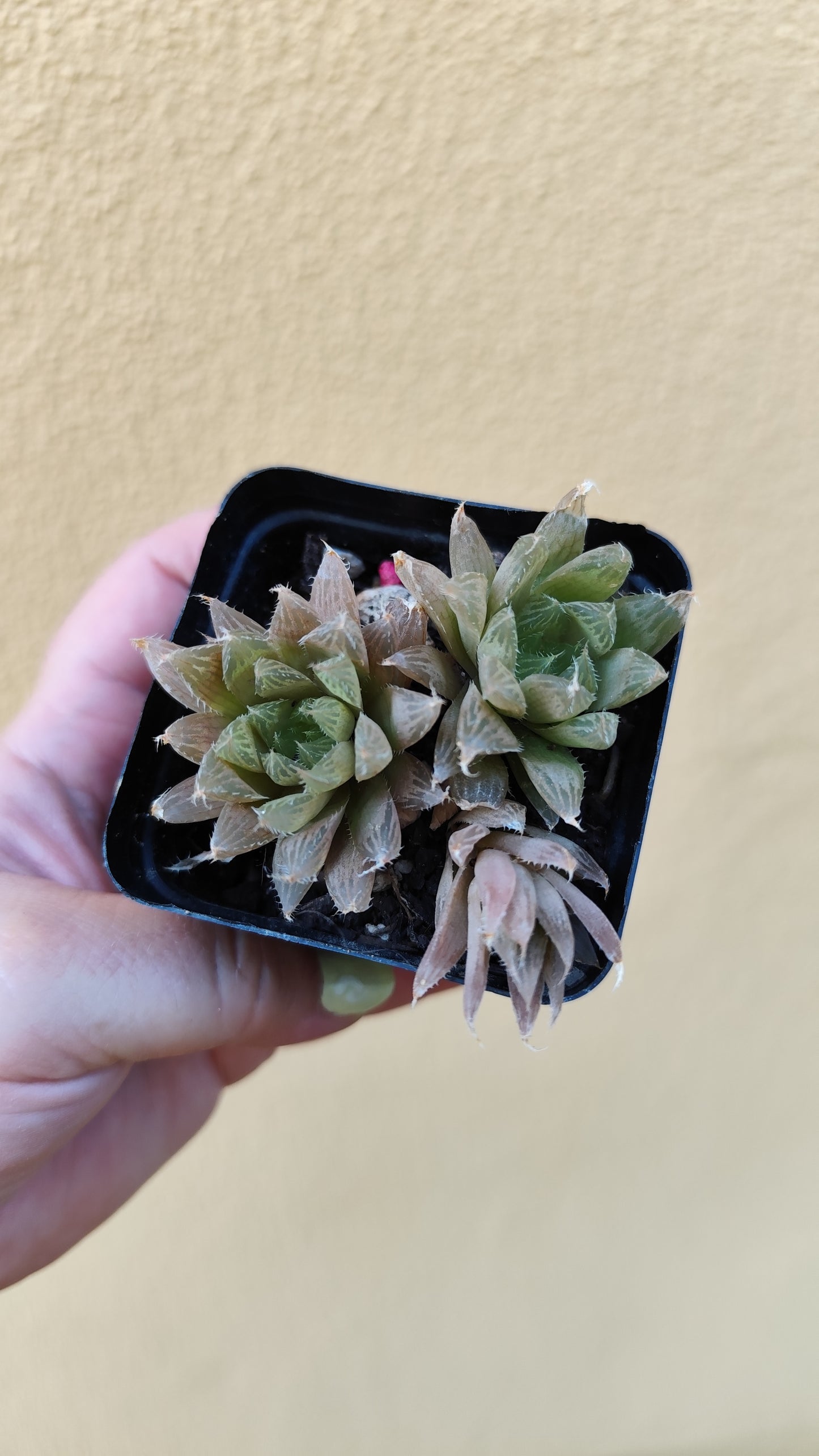 Haworthia cooperii pilifera