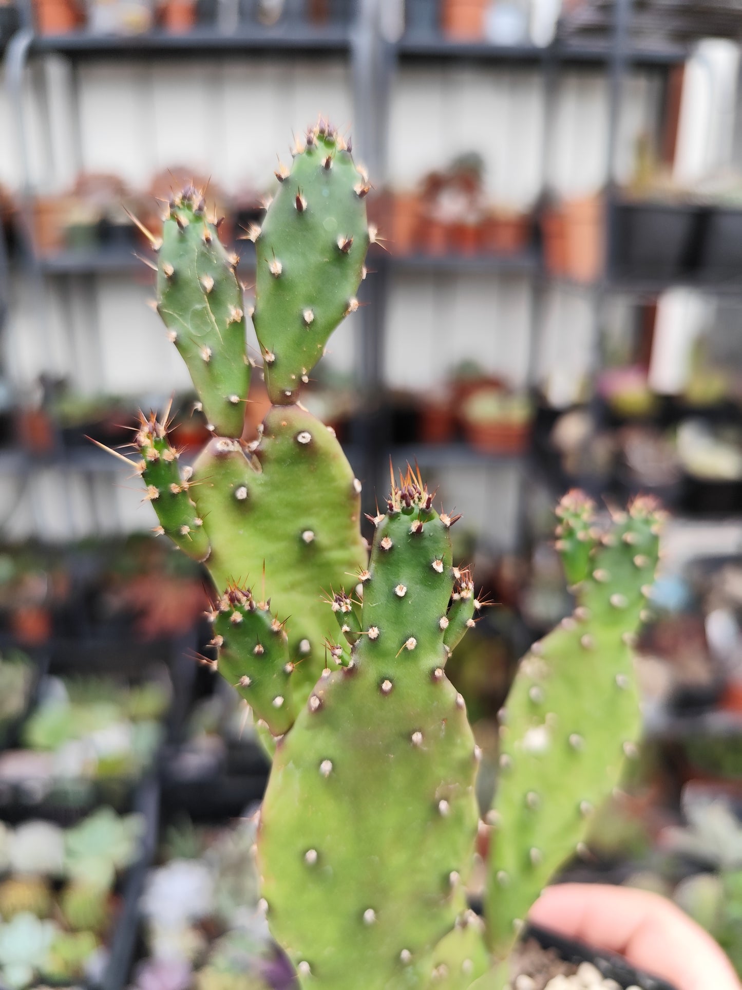 Opuntia monacantha