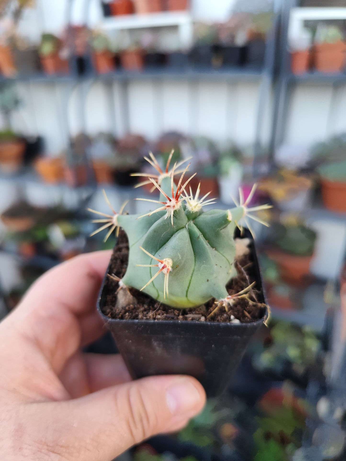 Ferocactus histrix