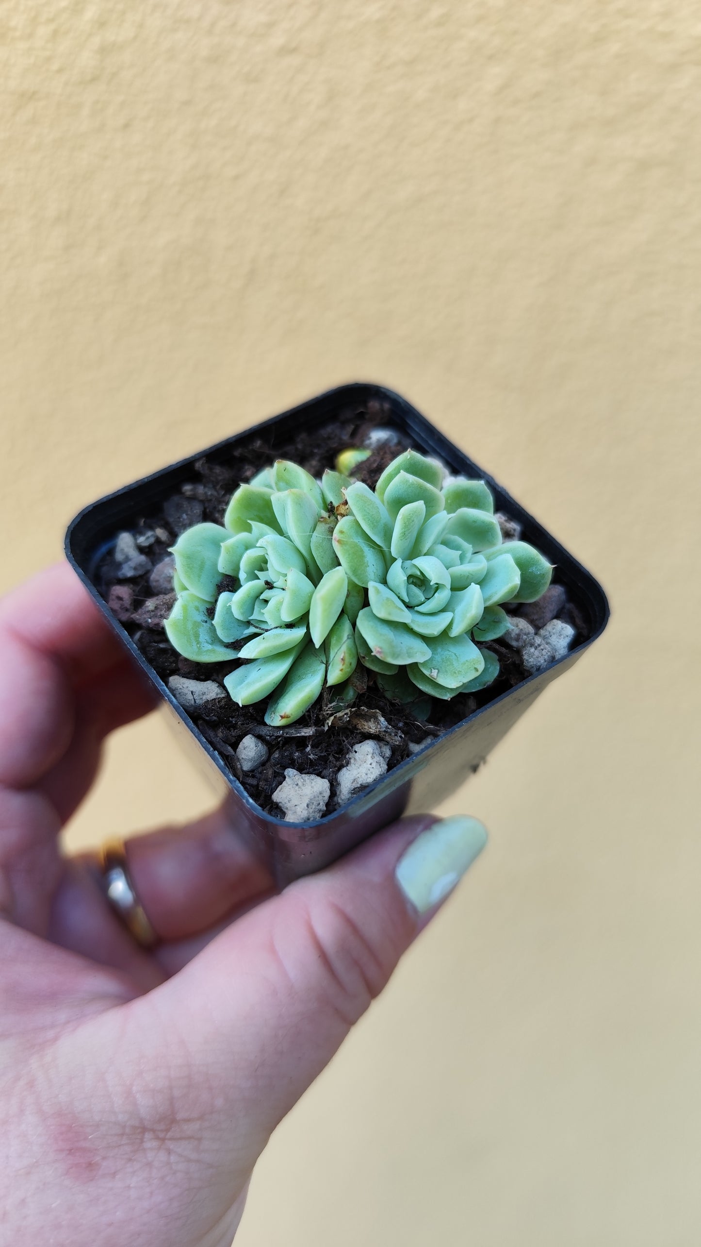 Echeveria elegans crestata