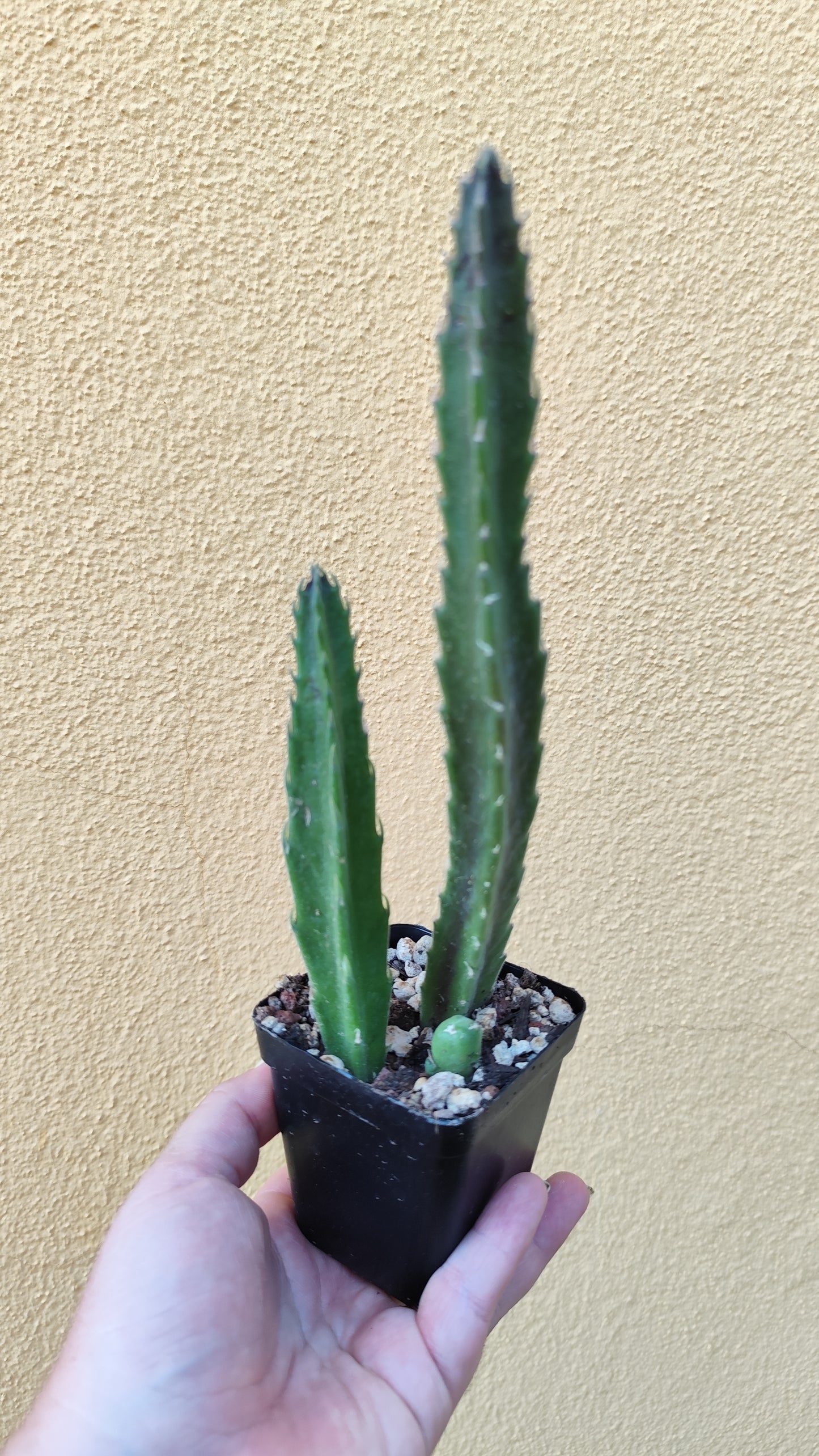 Stapelia hirsuta