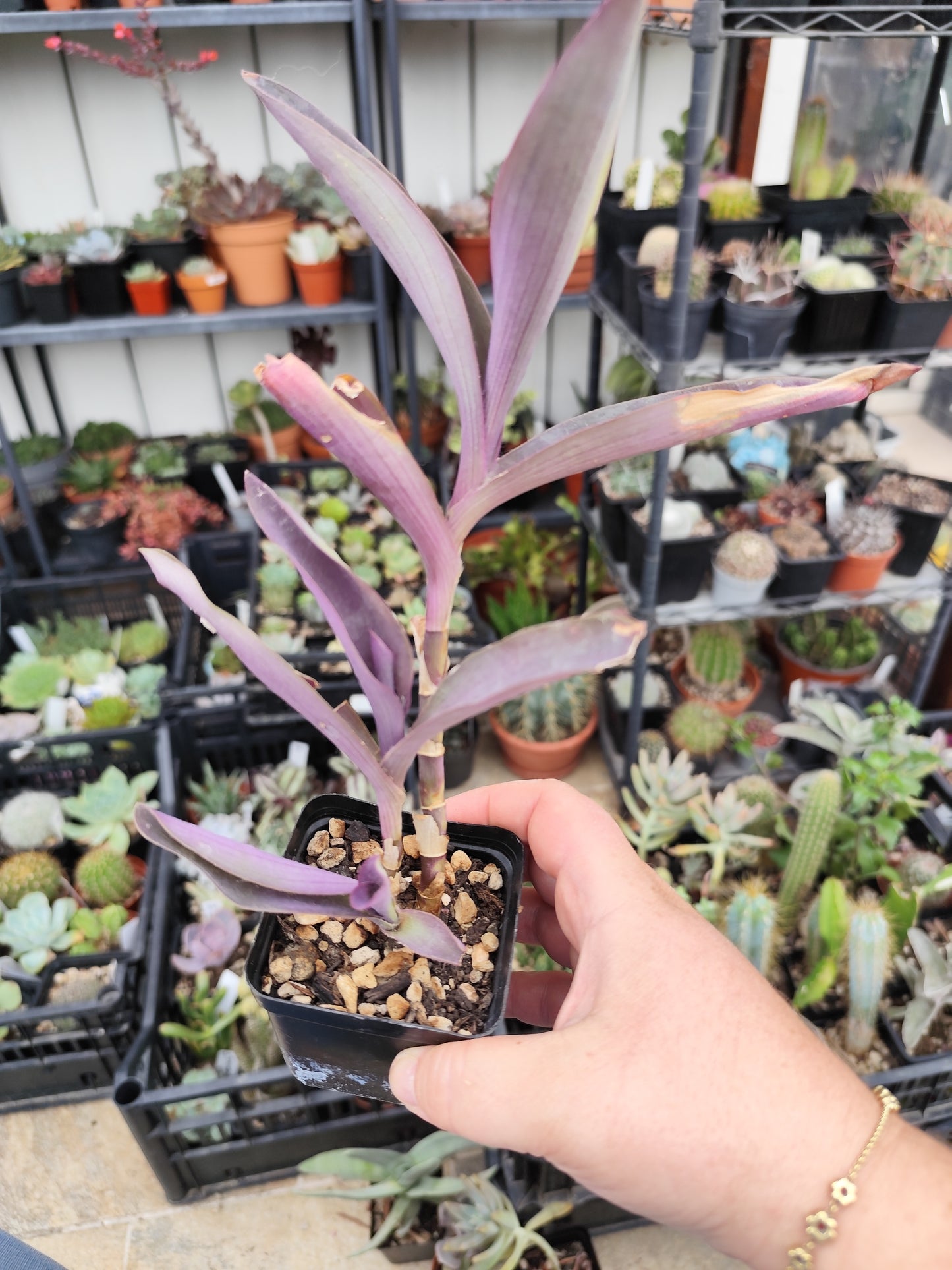 Tradescantia pallida