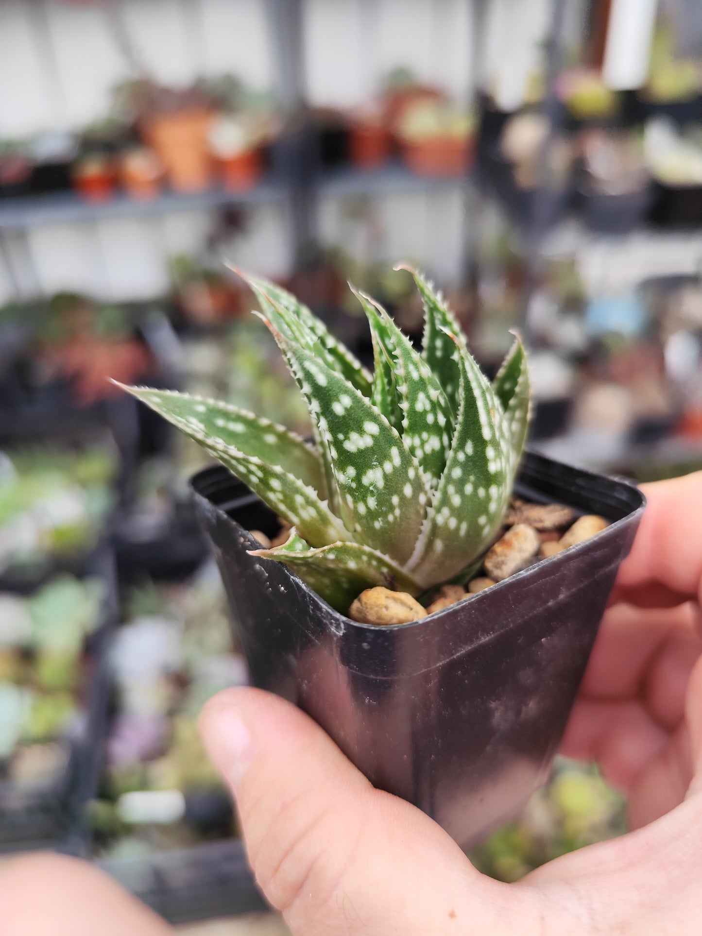 Aloe aristata