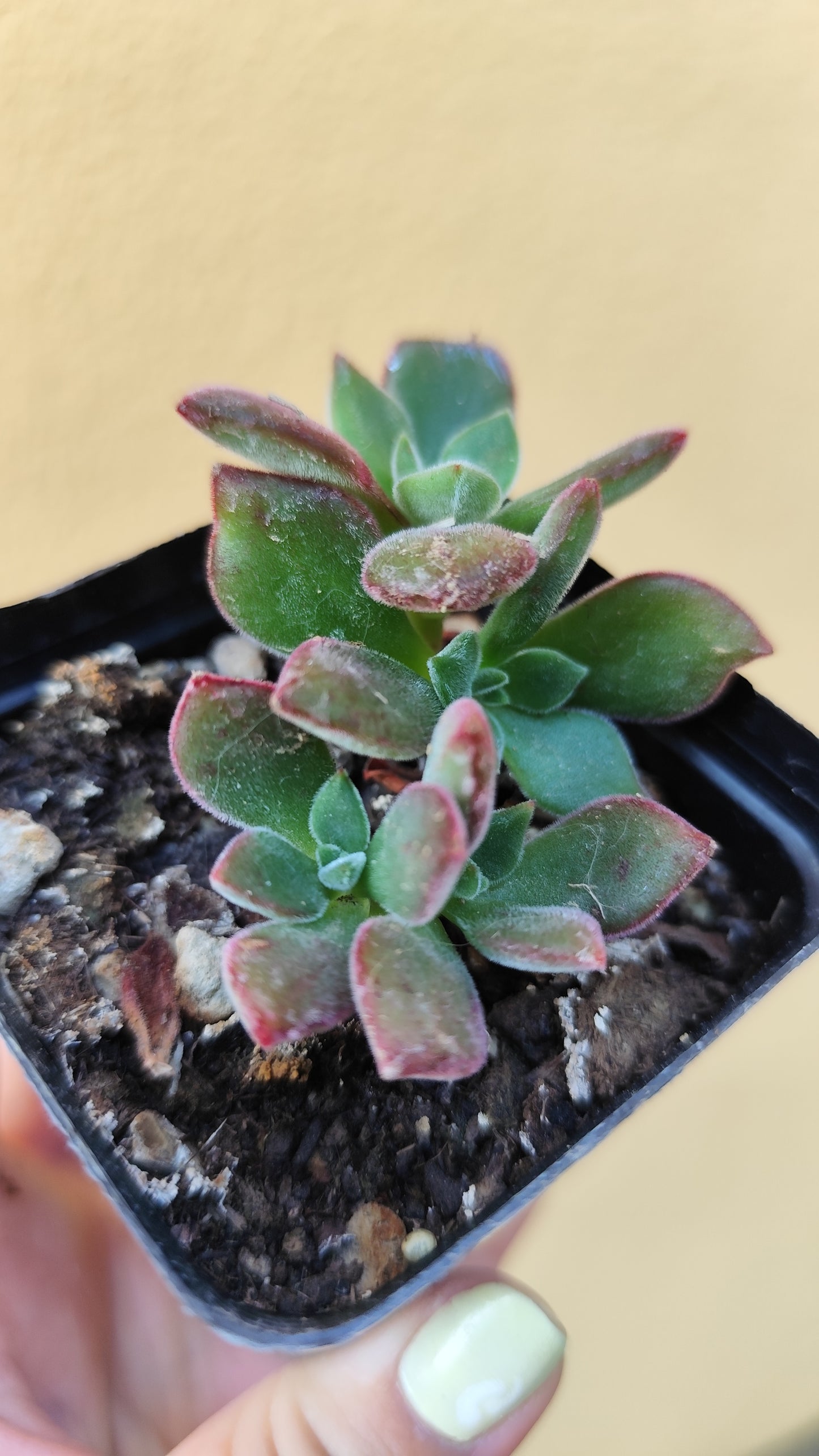 Echeveria pulvinata devotion