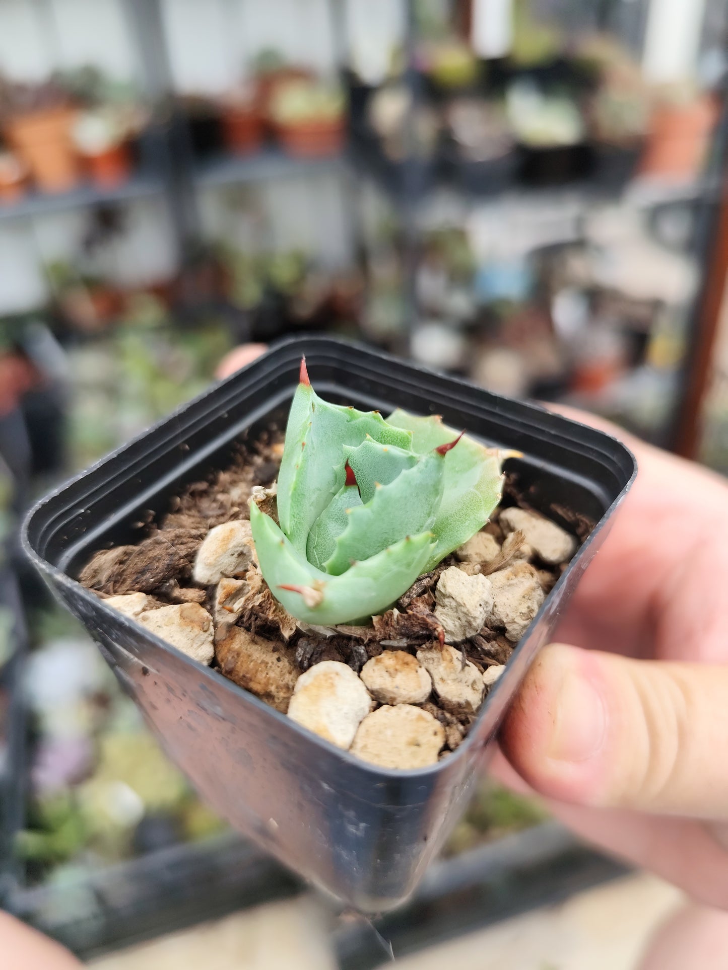 Agave potatorum