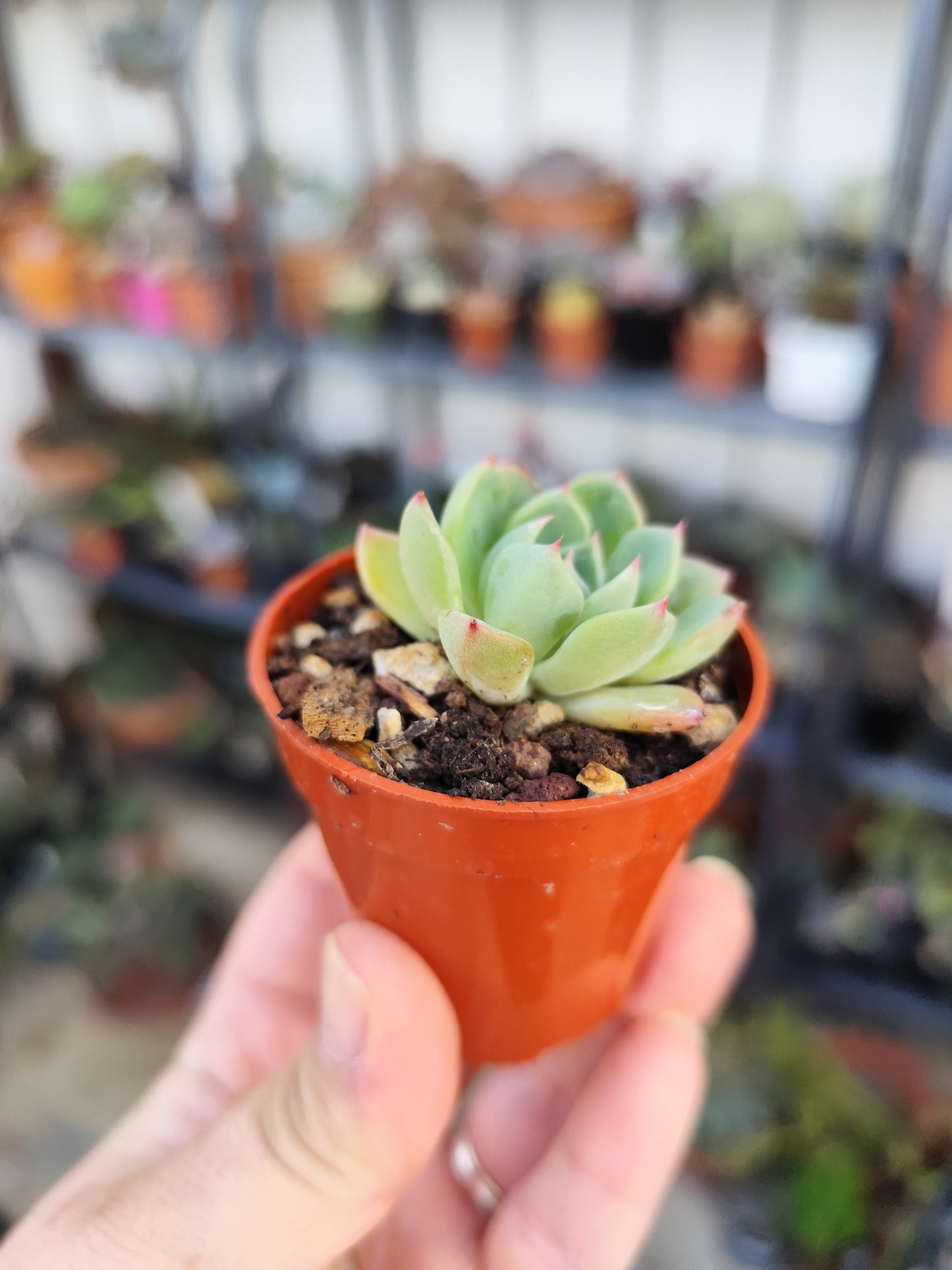 Echeveria sp