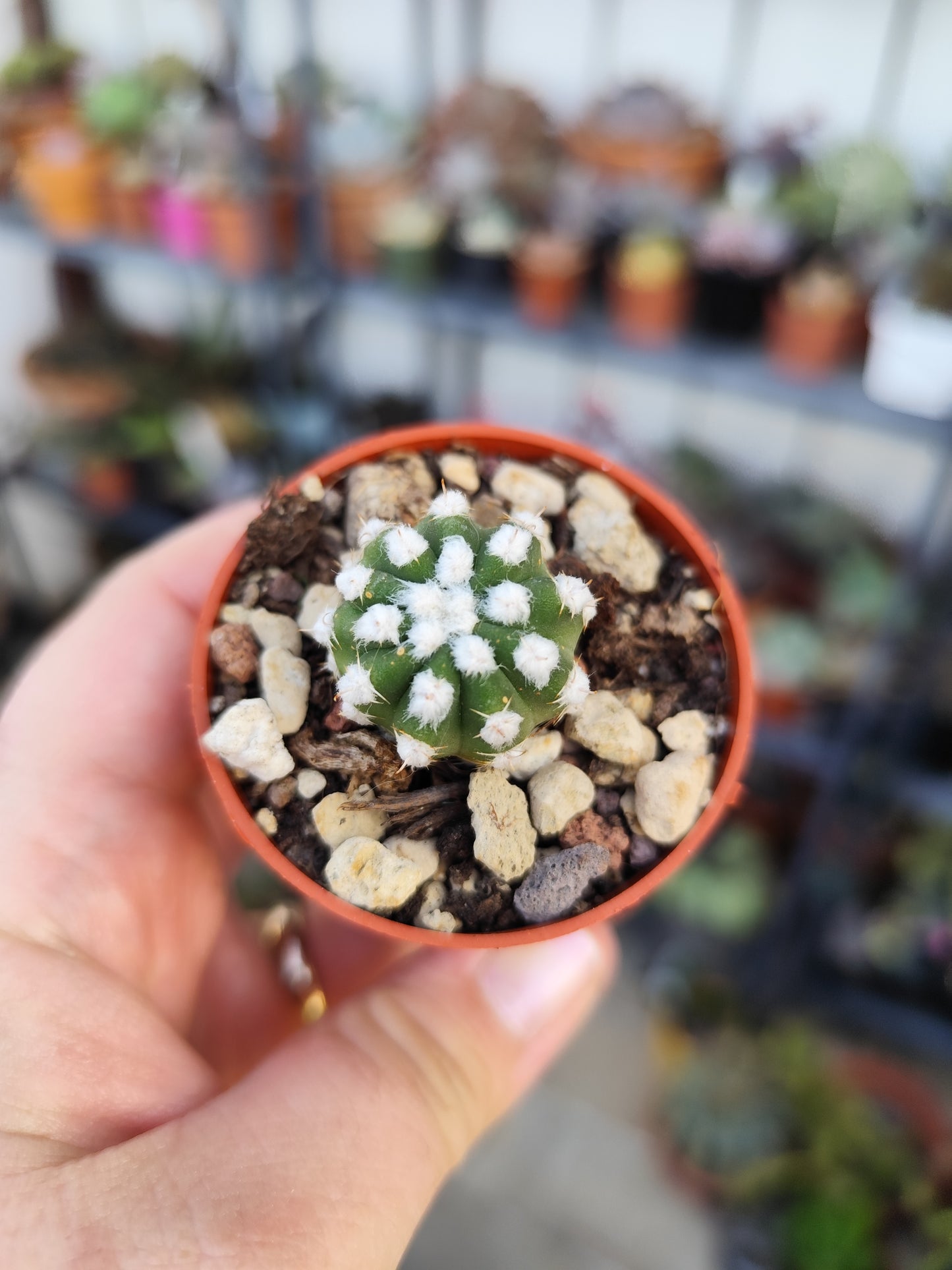 Echinopsis subdenudata