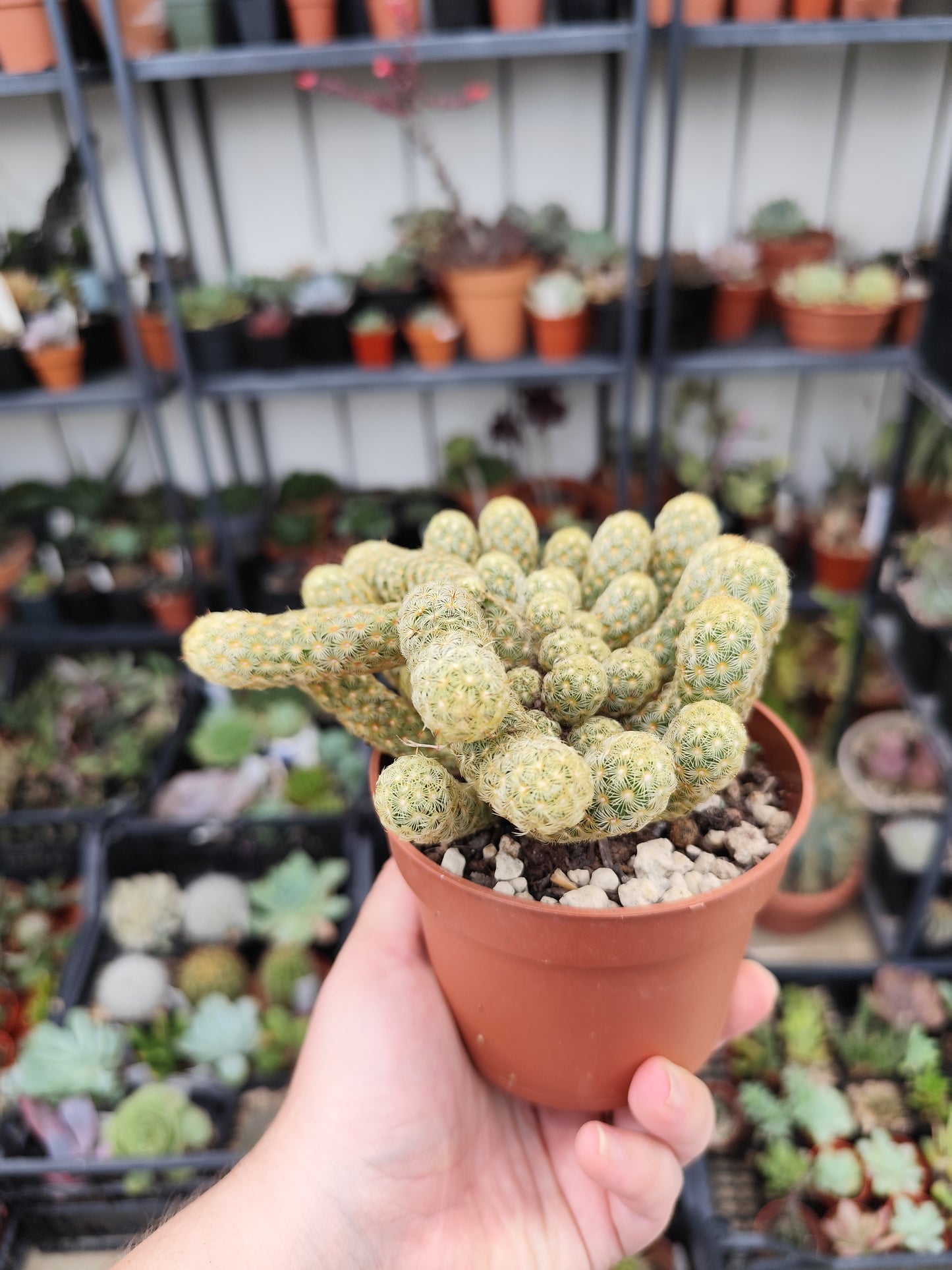 Mammillaria elongata