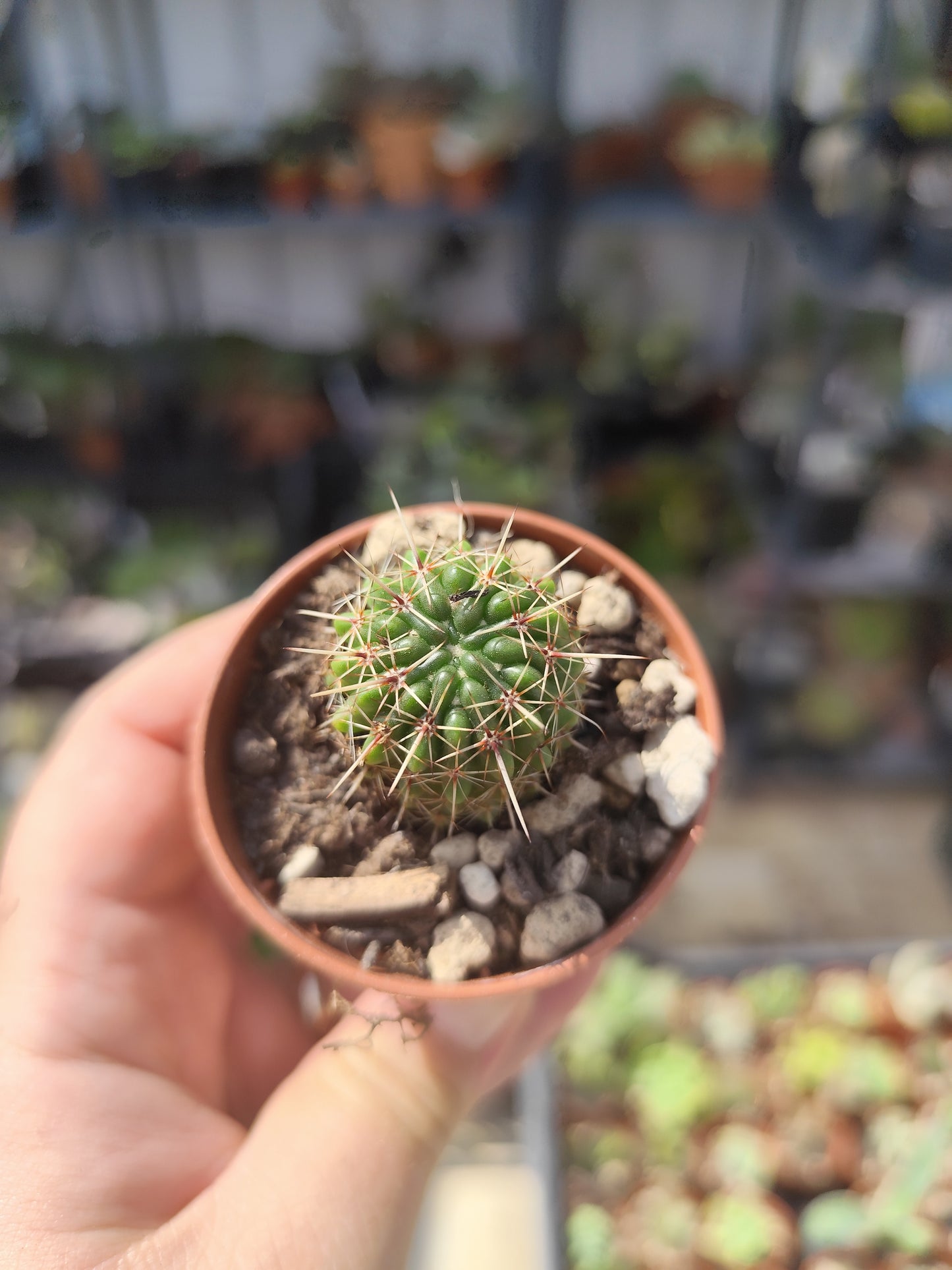 Notocactus mammulosus