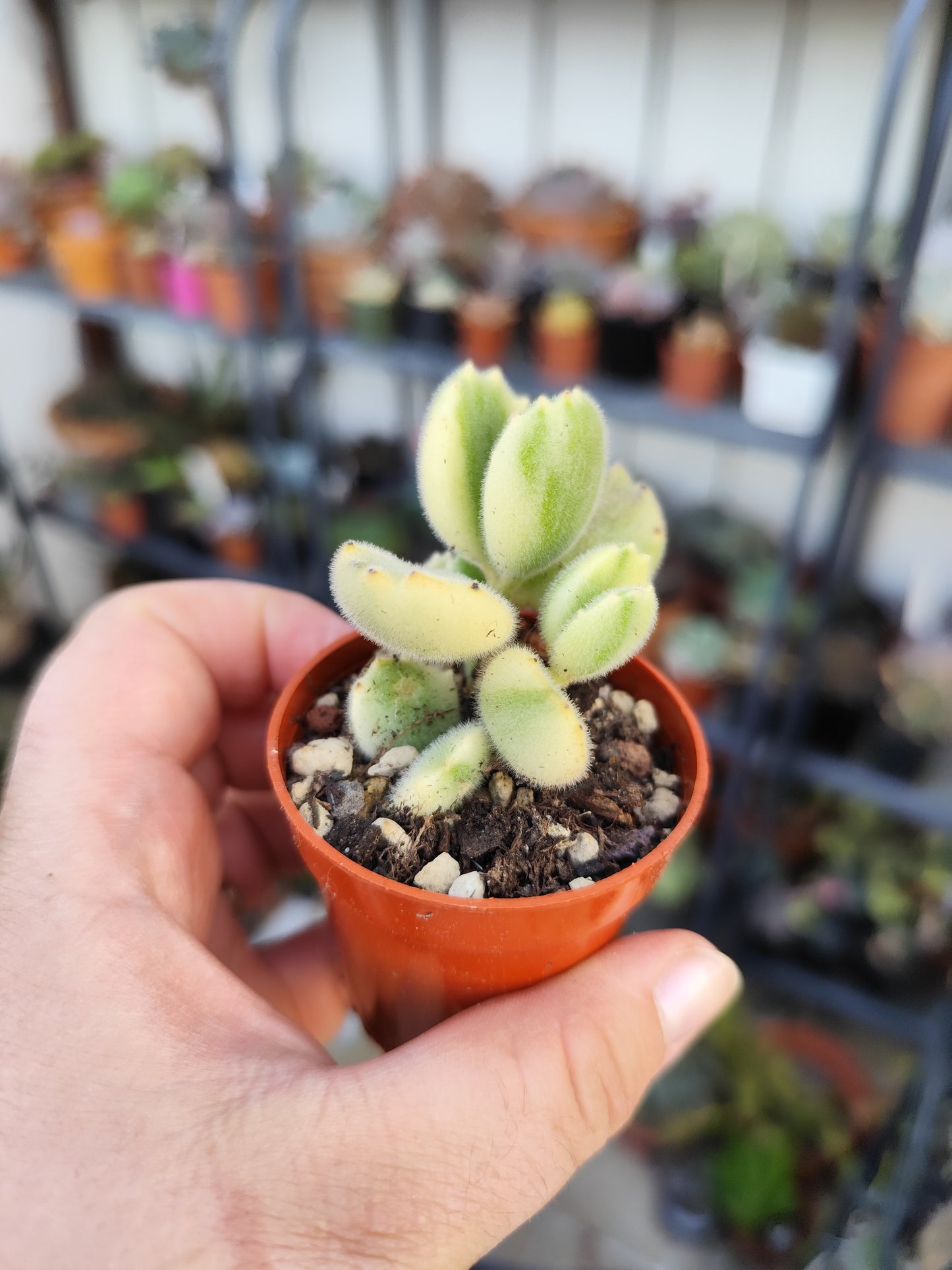 Cotyledon tomentosa