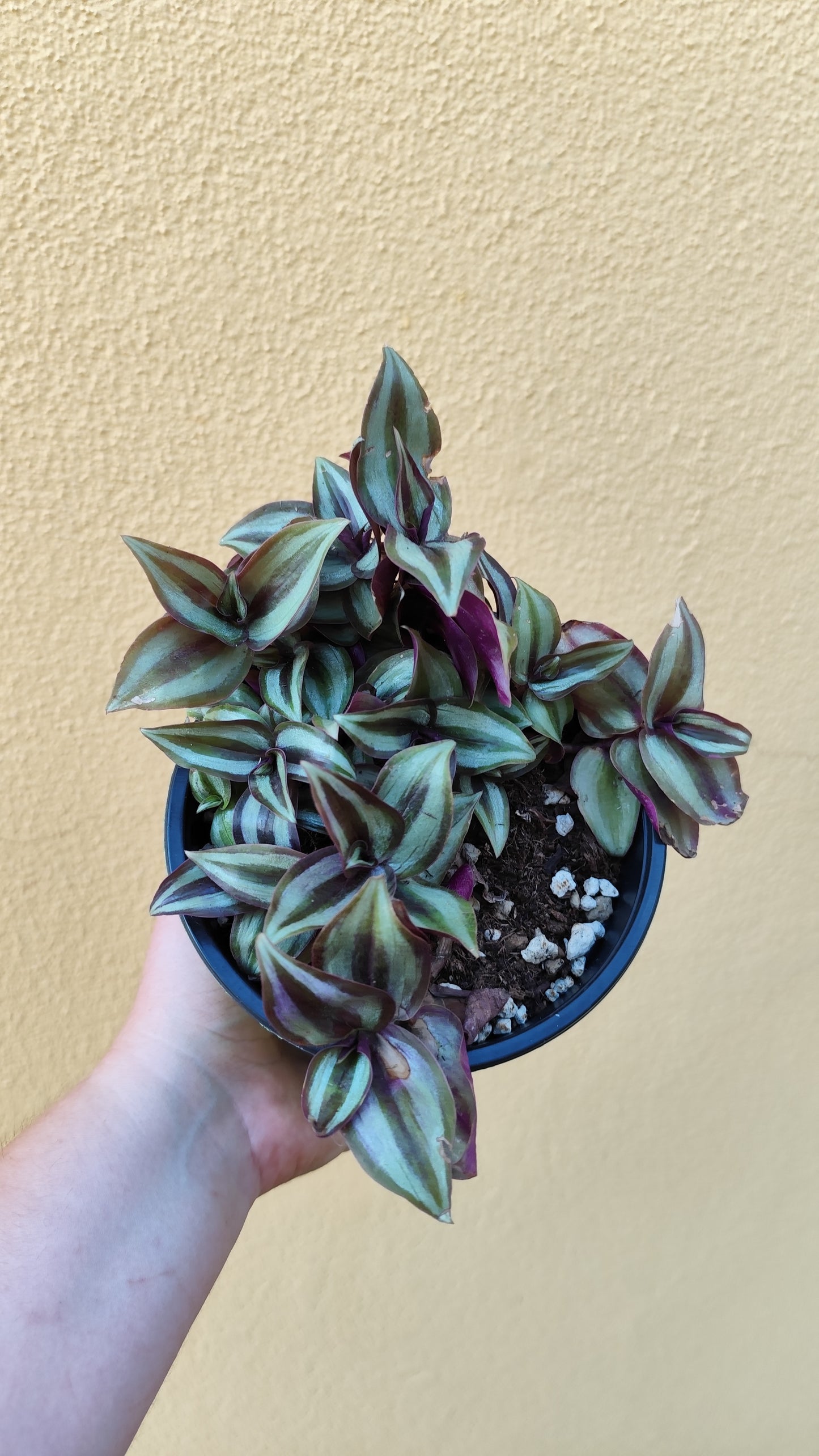 Tradescantia zebrina