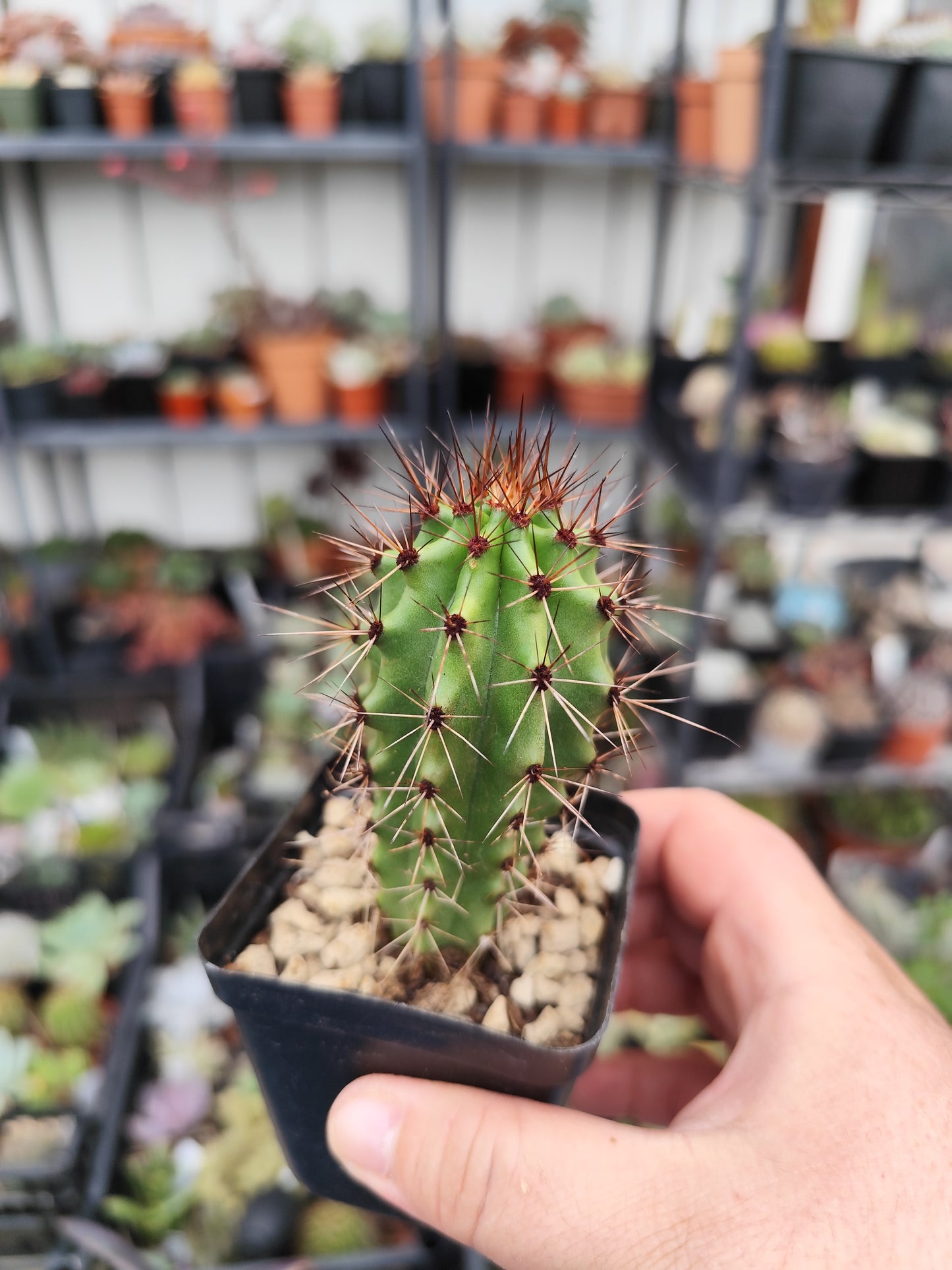 Stenocereus thurberi