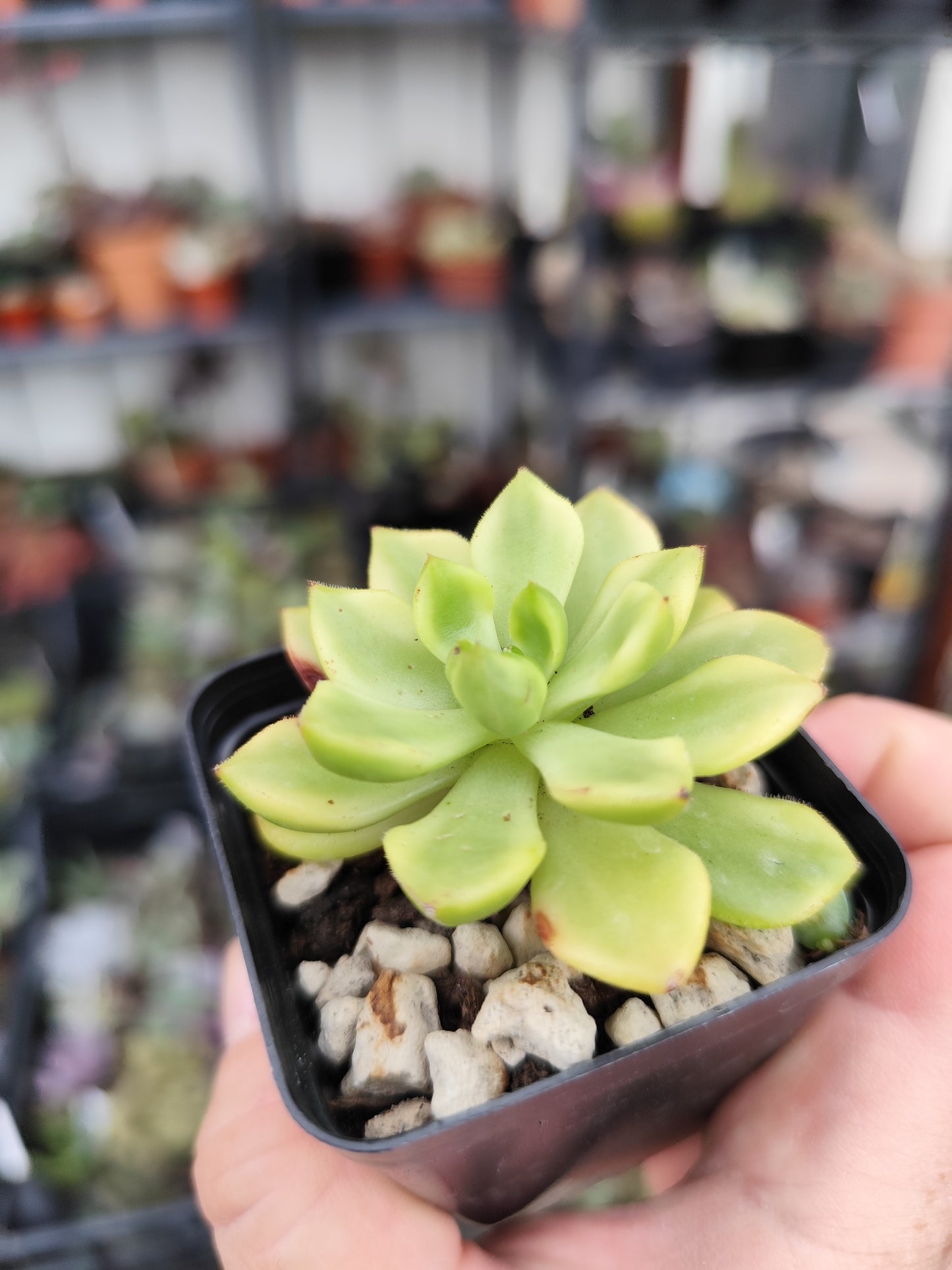 Sedeveria letizia variegata