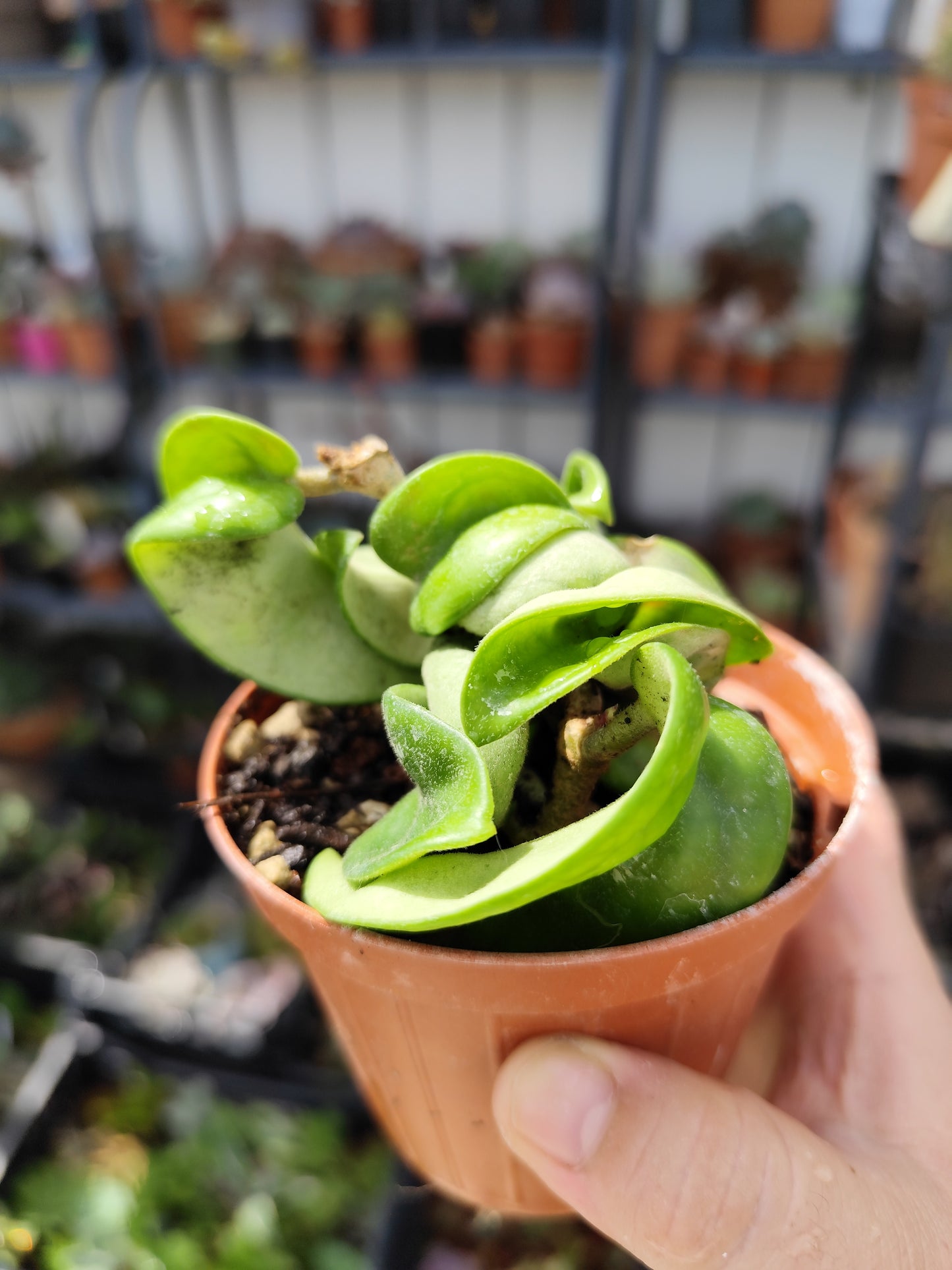 Hoya carnosa compacta
