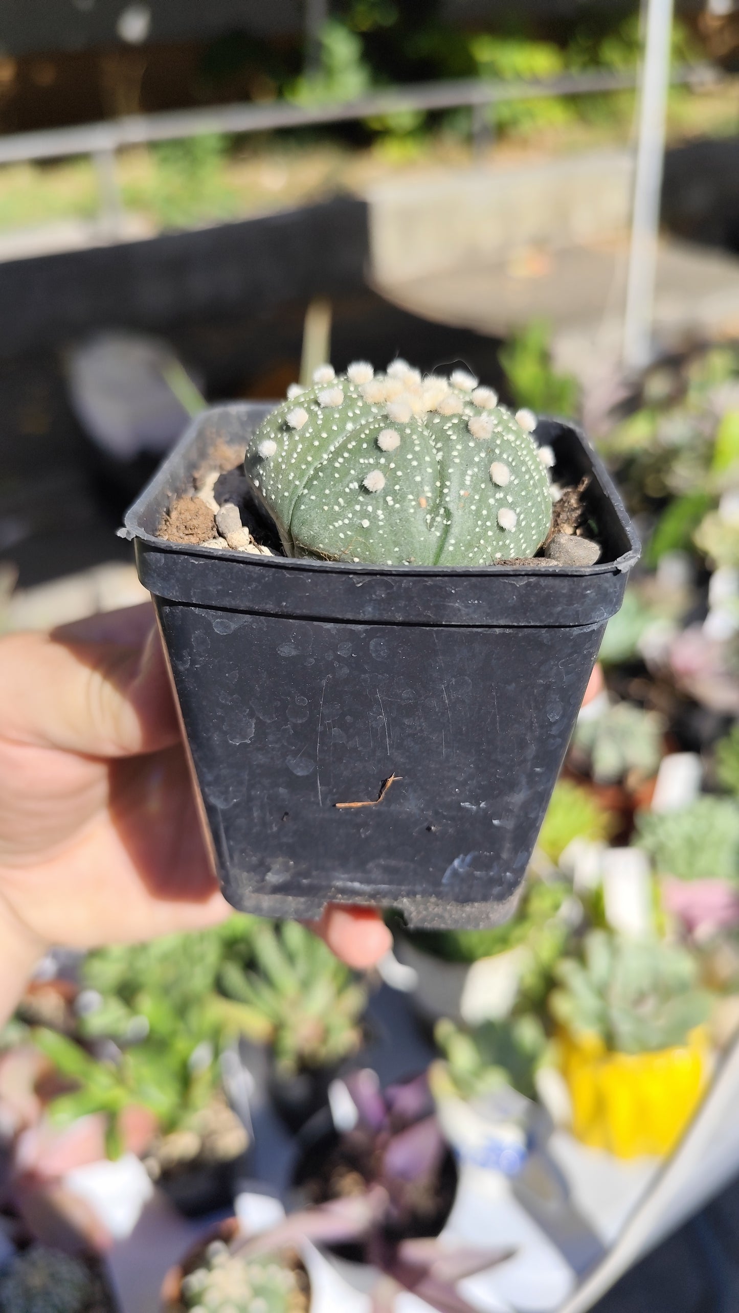 Astrophytum asterias