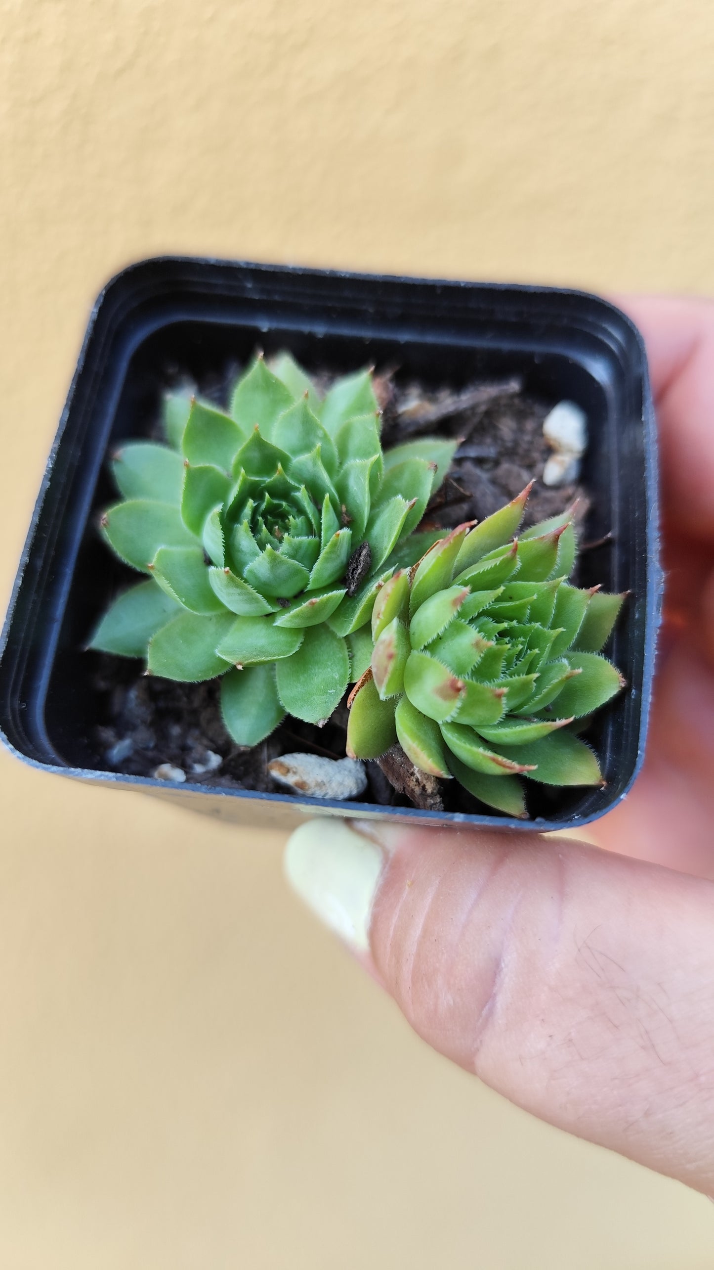 Sempervivum