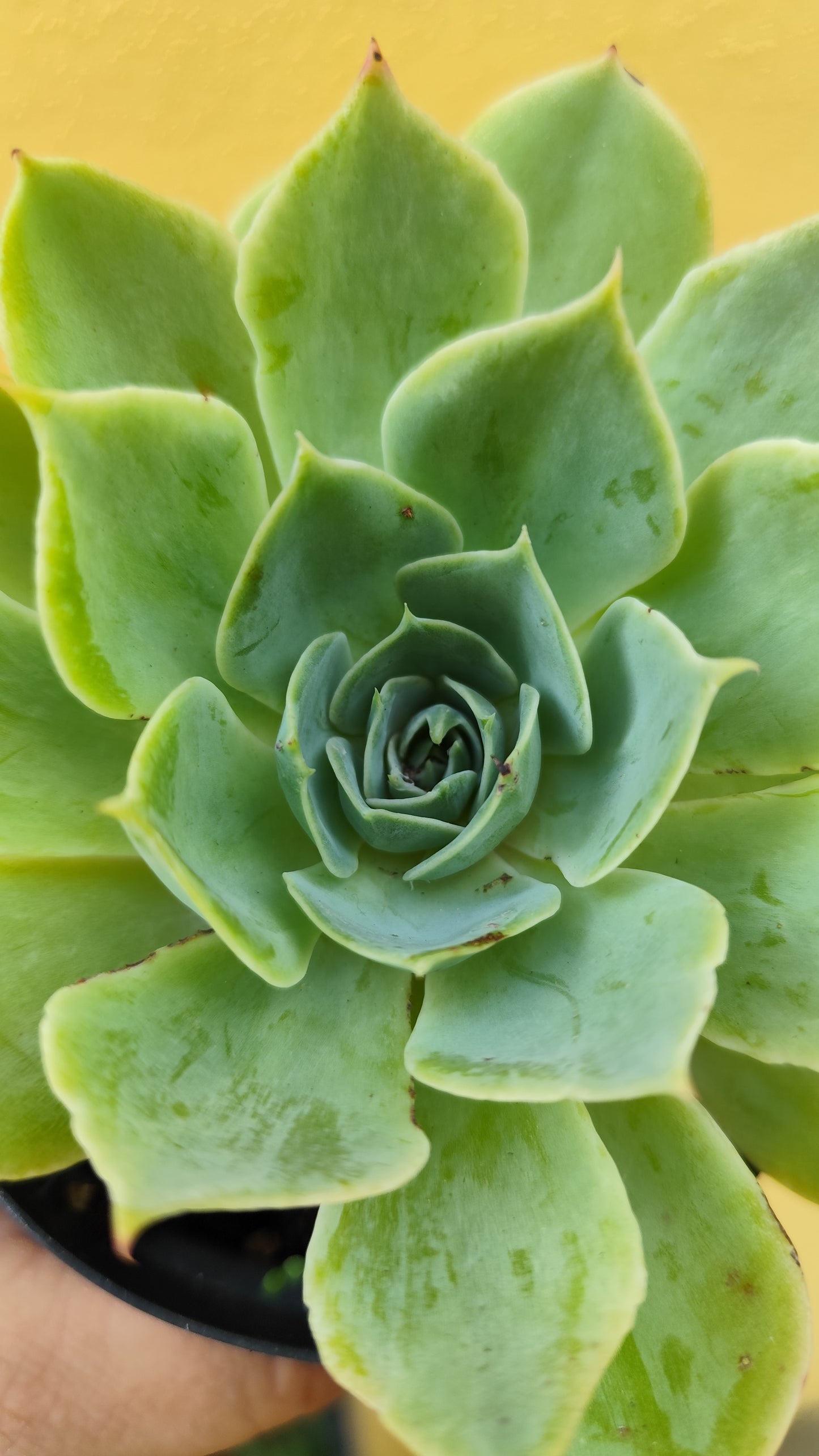 Echeveria imbricata